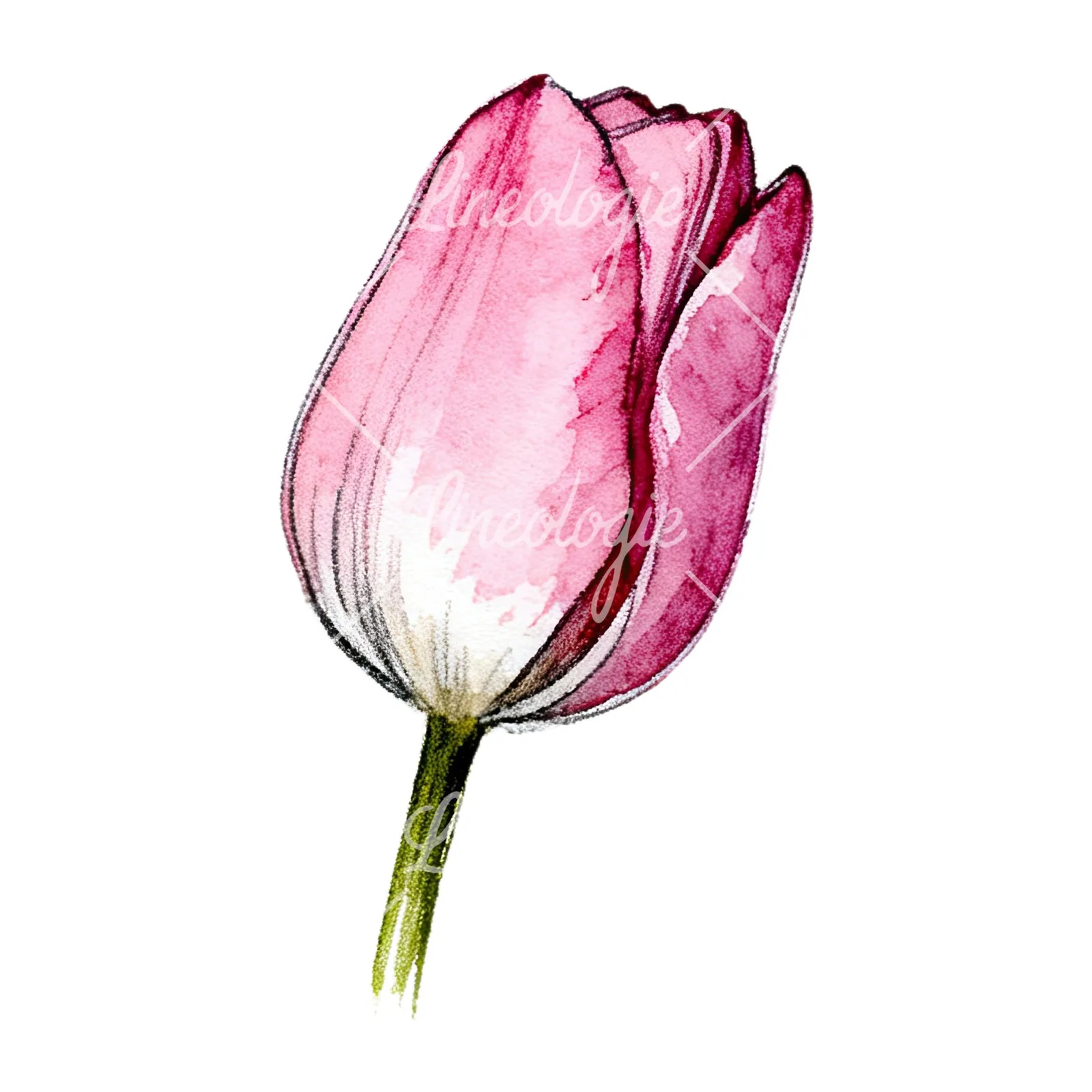 Watercolor pink purple tulip clipart 9 of 16 on a white background (JPG)