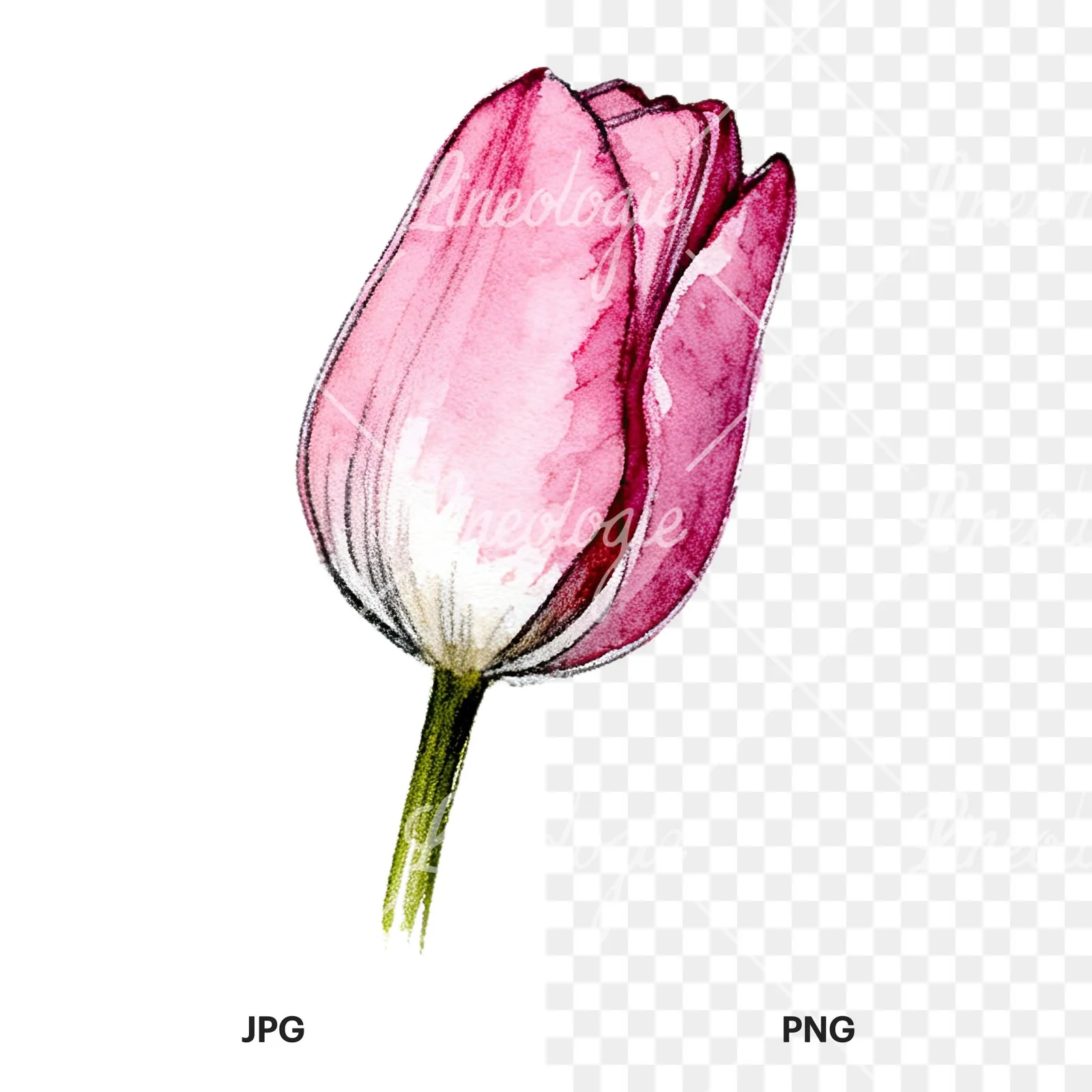 Watercolor pink purple tulip clipart 9 of 16, as a JPG on white and a transparent PNG