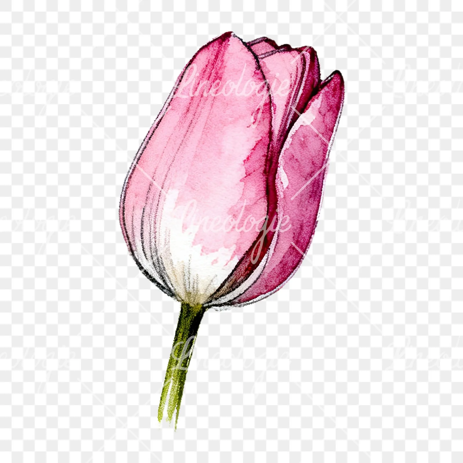 Watercolor pink purple tulip clipart 9 of 16 on a transparent background (PNG)