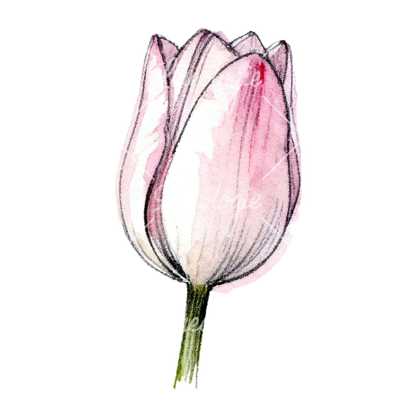 Watercolor pink purple tulip clipart 10 of 16 on a white background (JPG)