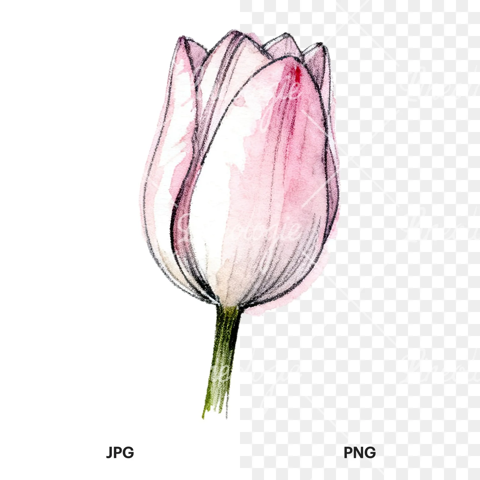 Watercolor pink purple tulip clipart 10 of 16, as a JPG on white and a transparent PNG