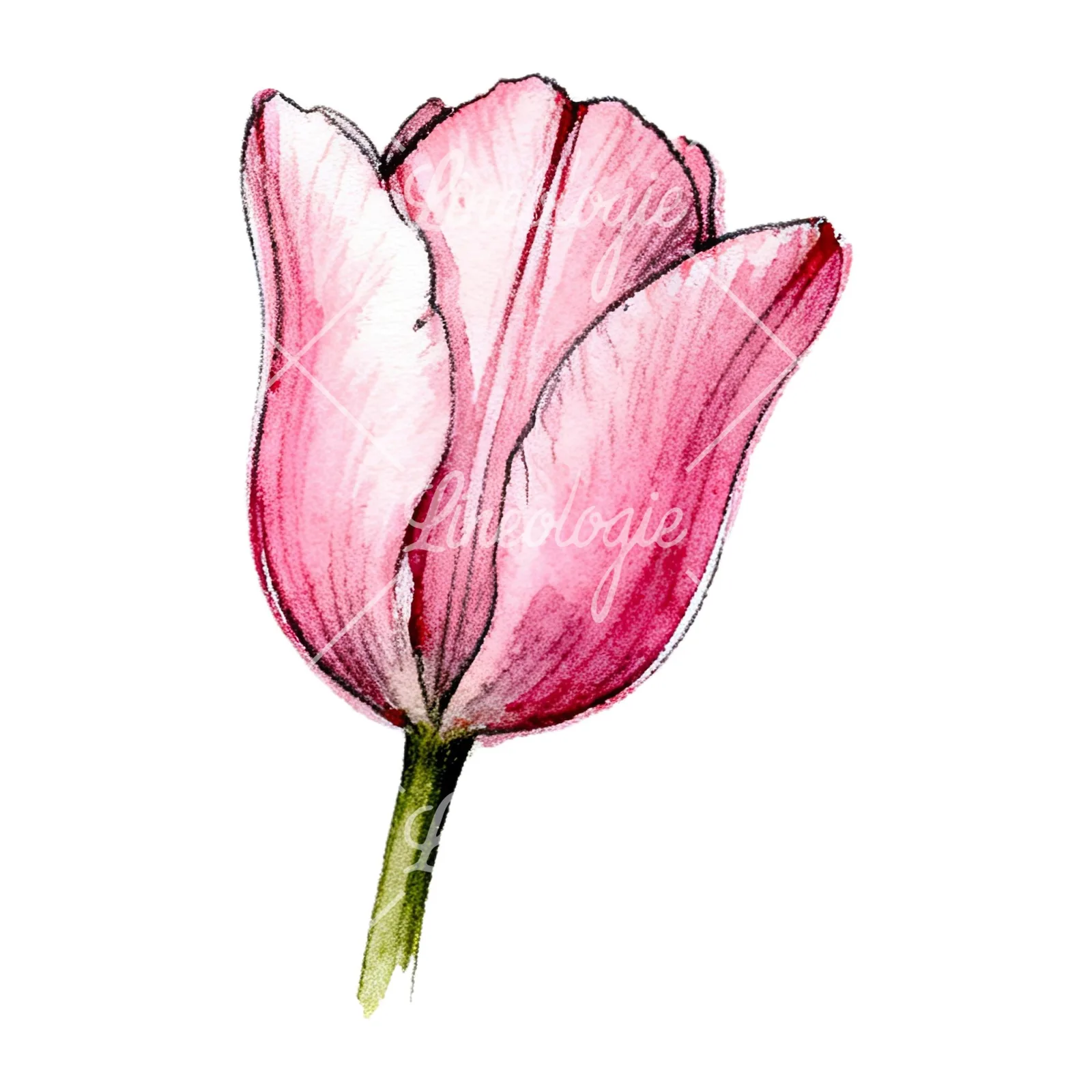 Watercolor pink purple tulip clipart 11 of 16 on a white background (JPG)