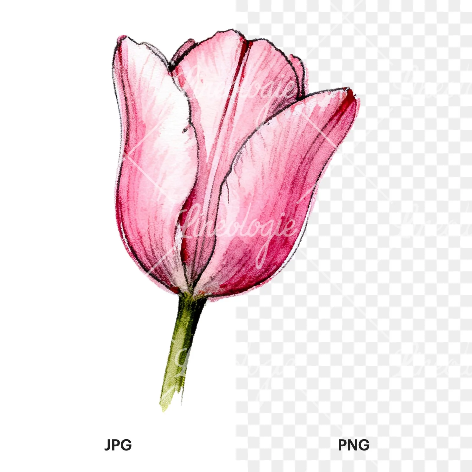 Watercolor pink purple tulip clipart 11 of 16, as a JPG on white and a transparent PNG