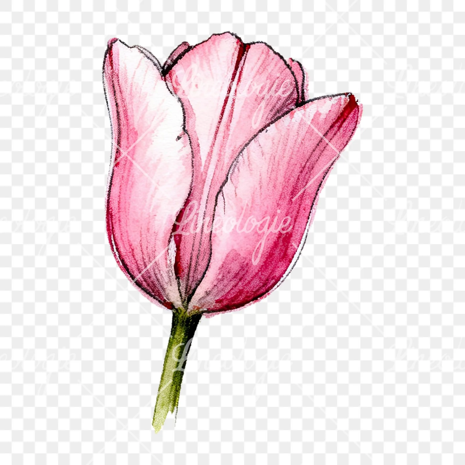 Watercolor pink purple tulip clipart 11 of 16 on a transparent background (PNG)