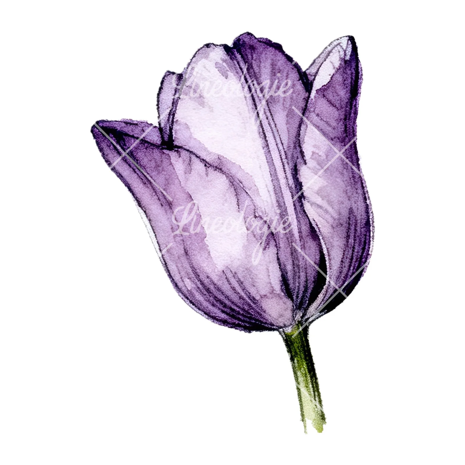 Watercolor pink purple tulip clipart 12 of 16 on a white background (JPG)