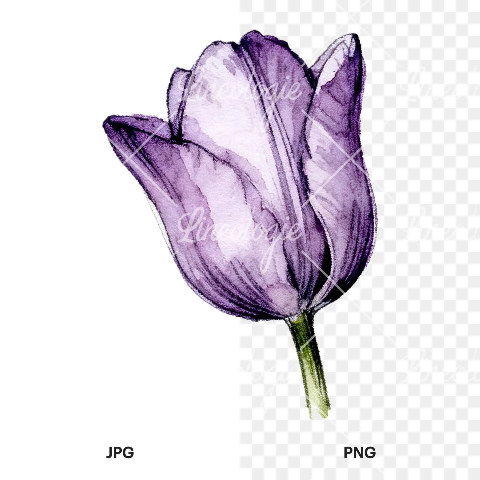 Watercolor pink purple tulip clipart 12 of 16, as a JPG on white and a transparent PNG