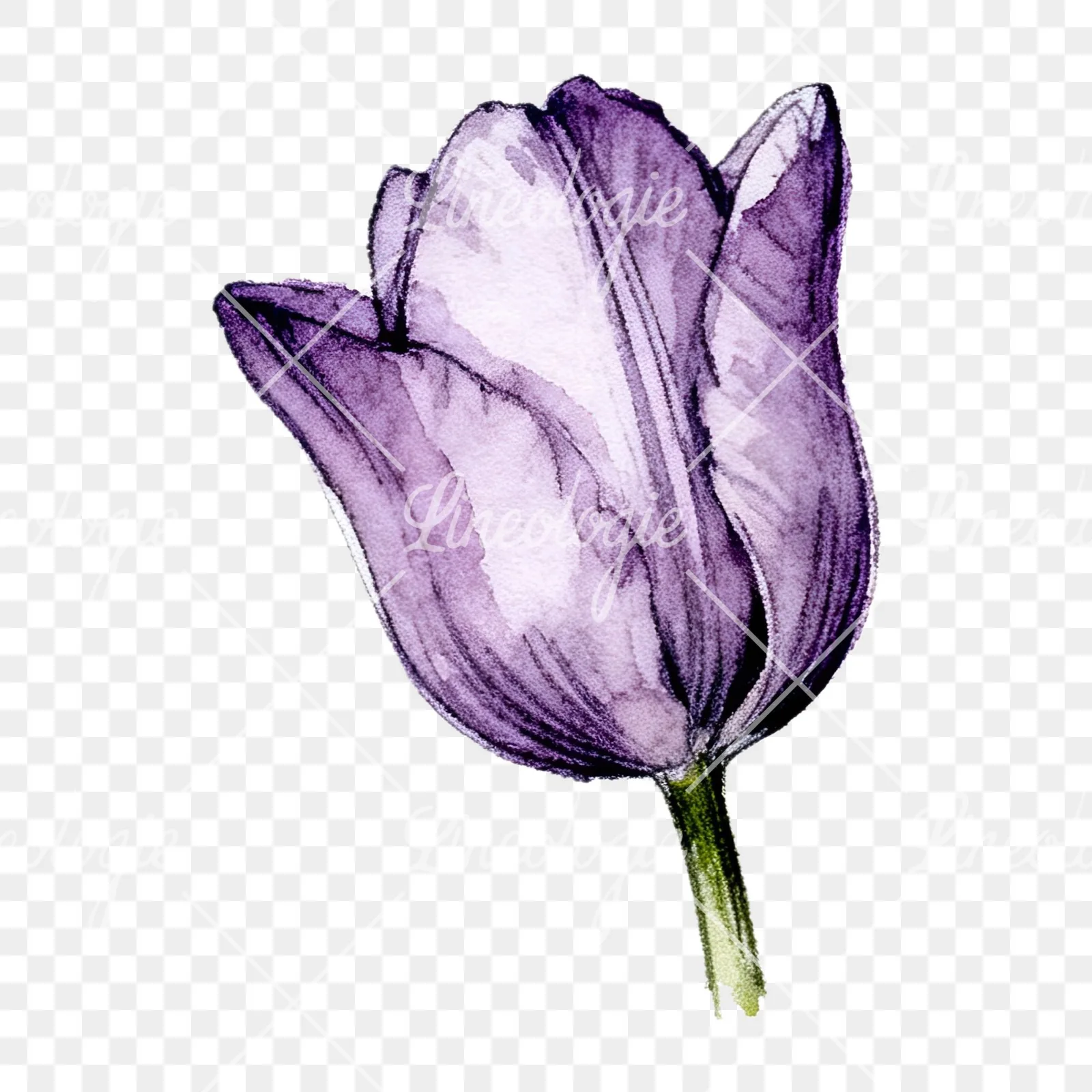 Watercolor pink purple tulip clipart 12 of 16 on a transparent background (PNG)