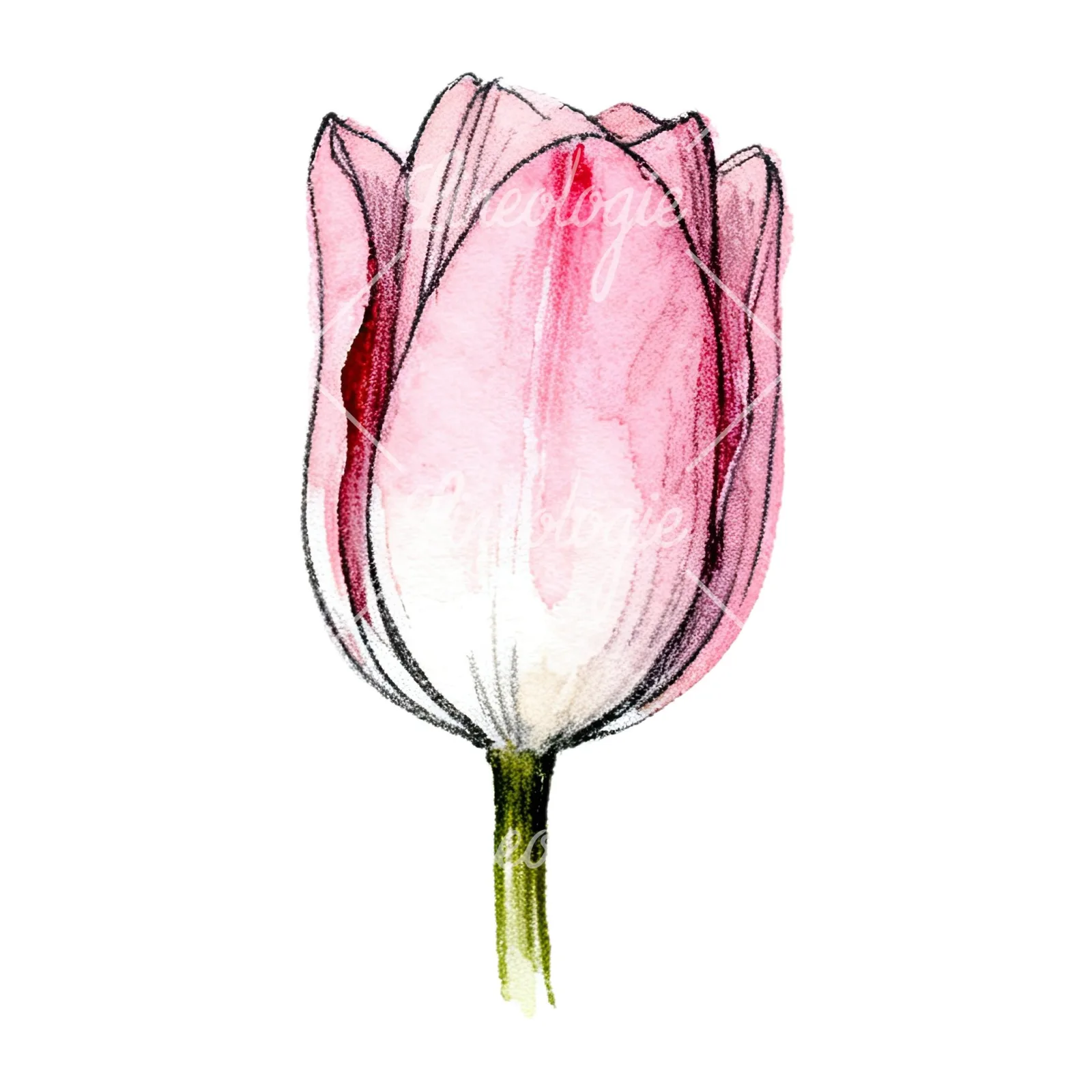 Watercolor pink purple tulip clipart 13 of 16 on a white background (JPG)