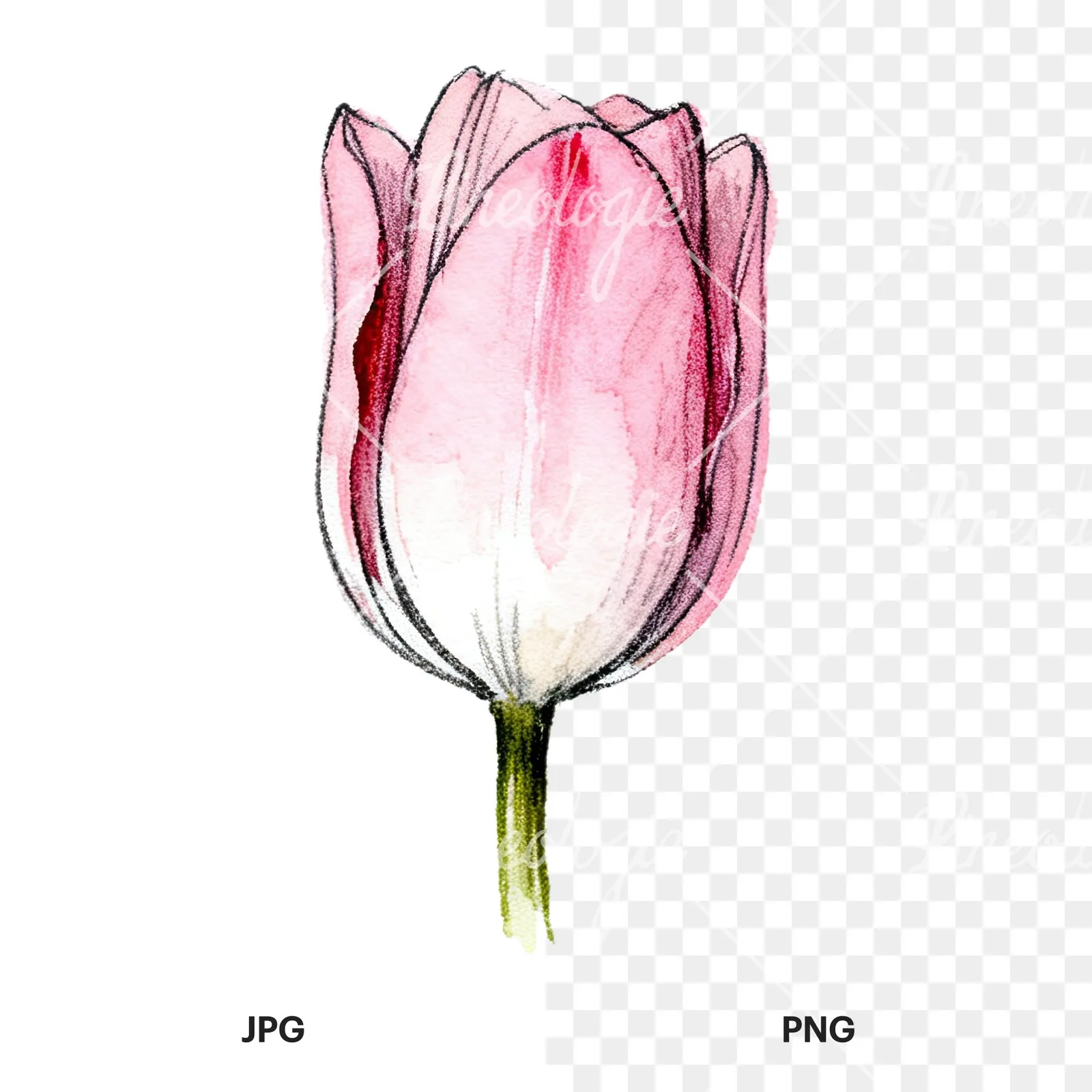 Watercolor pink purple tulip clipart 13 of 16, as a JPG on white and a transparent PNG