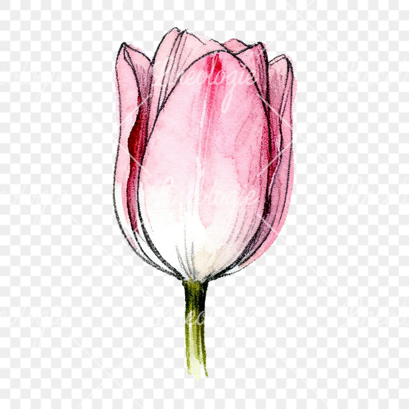 Watercolor pink purple tulip clipart 13 of 16 on a transparent background (PNG)