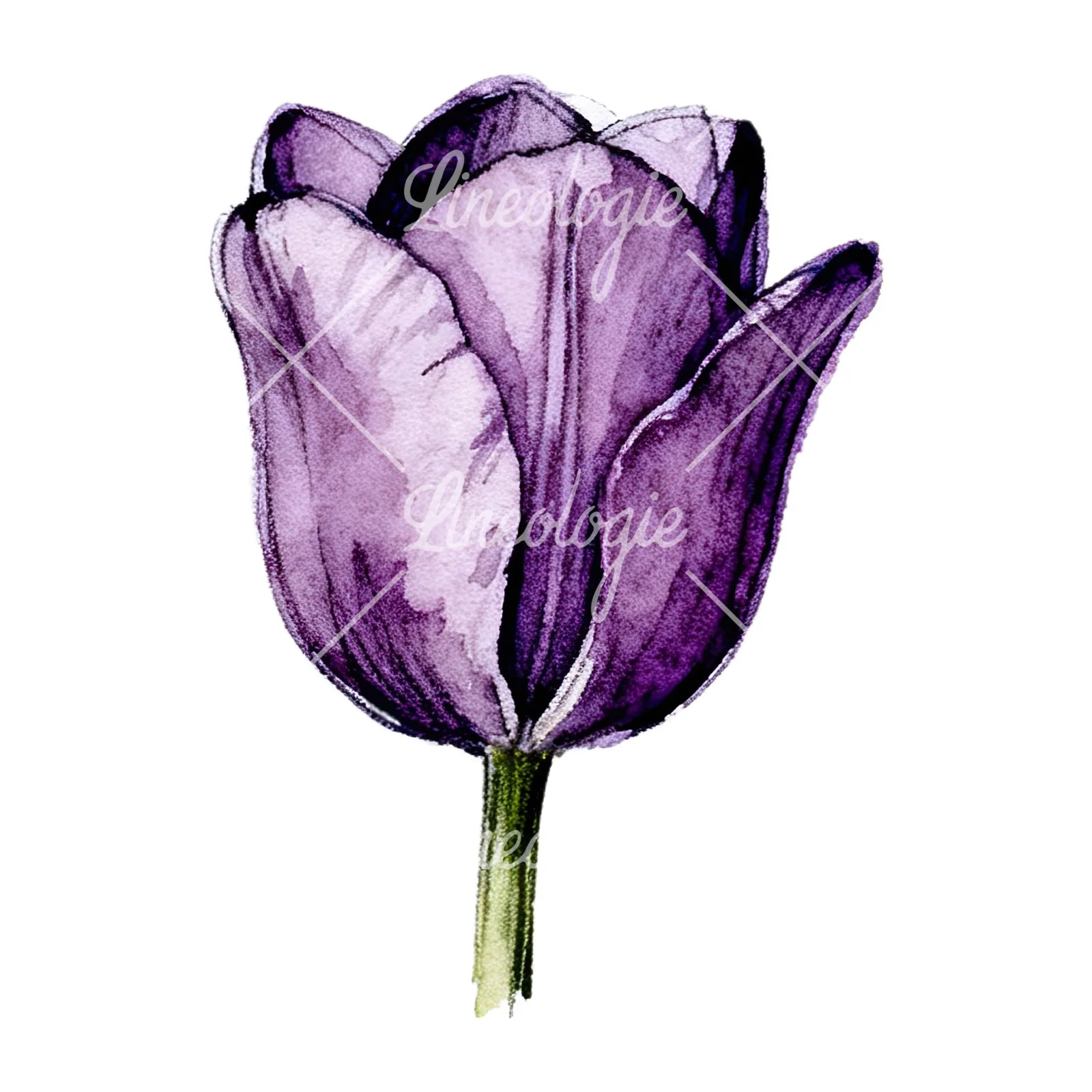 Watercolor pink purple tulip clipart 14 of 16 on a white background (JPG)