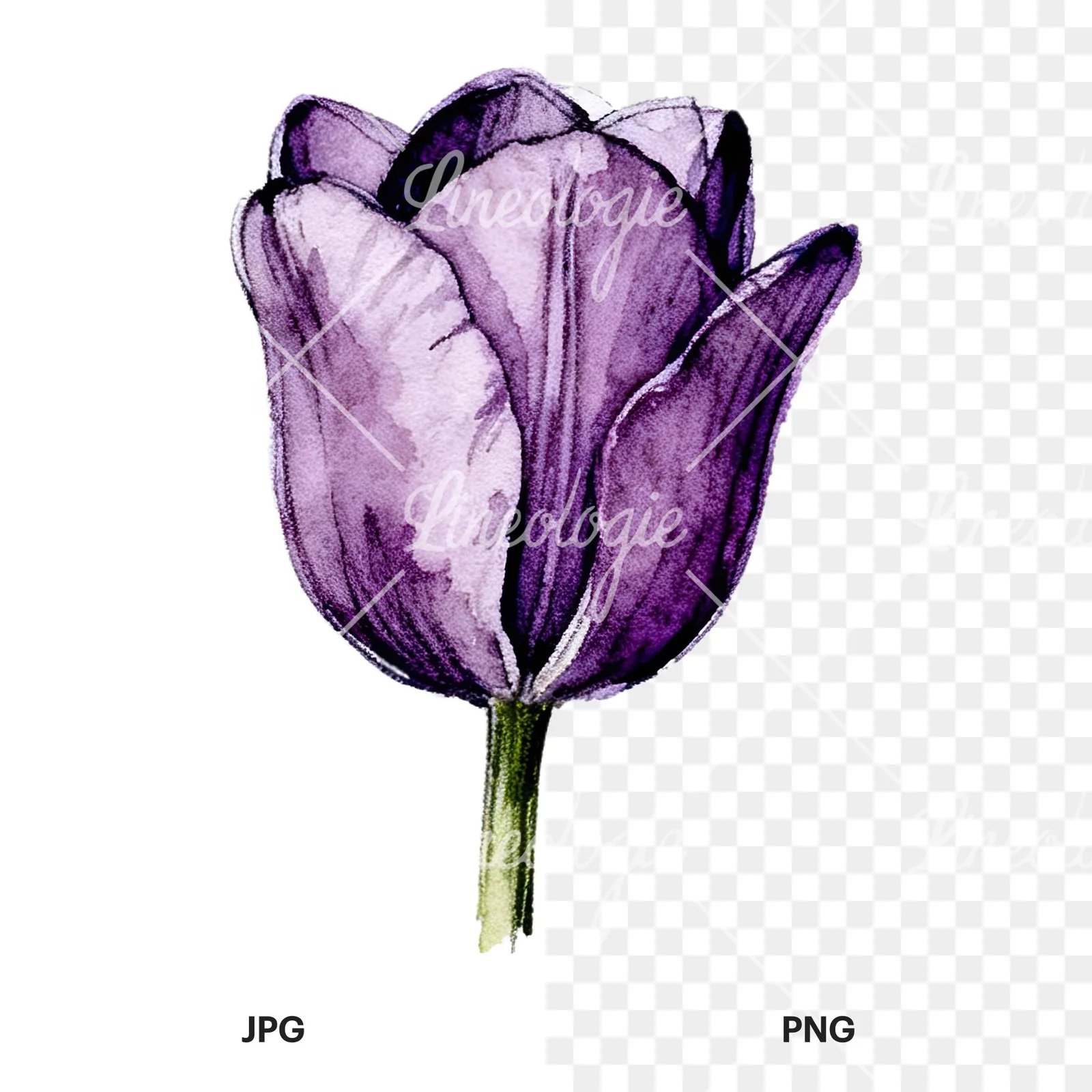 Watercolor pink purple tulip clipart 14 of 16, as a JPG on white and a transparent PNG