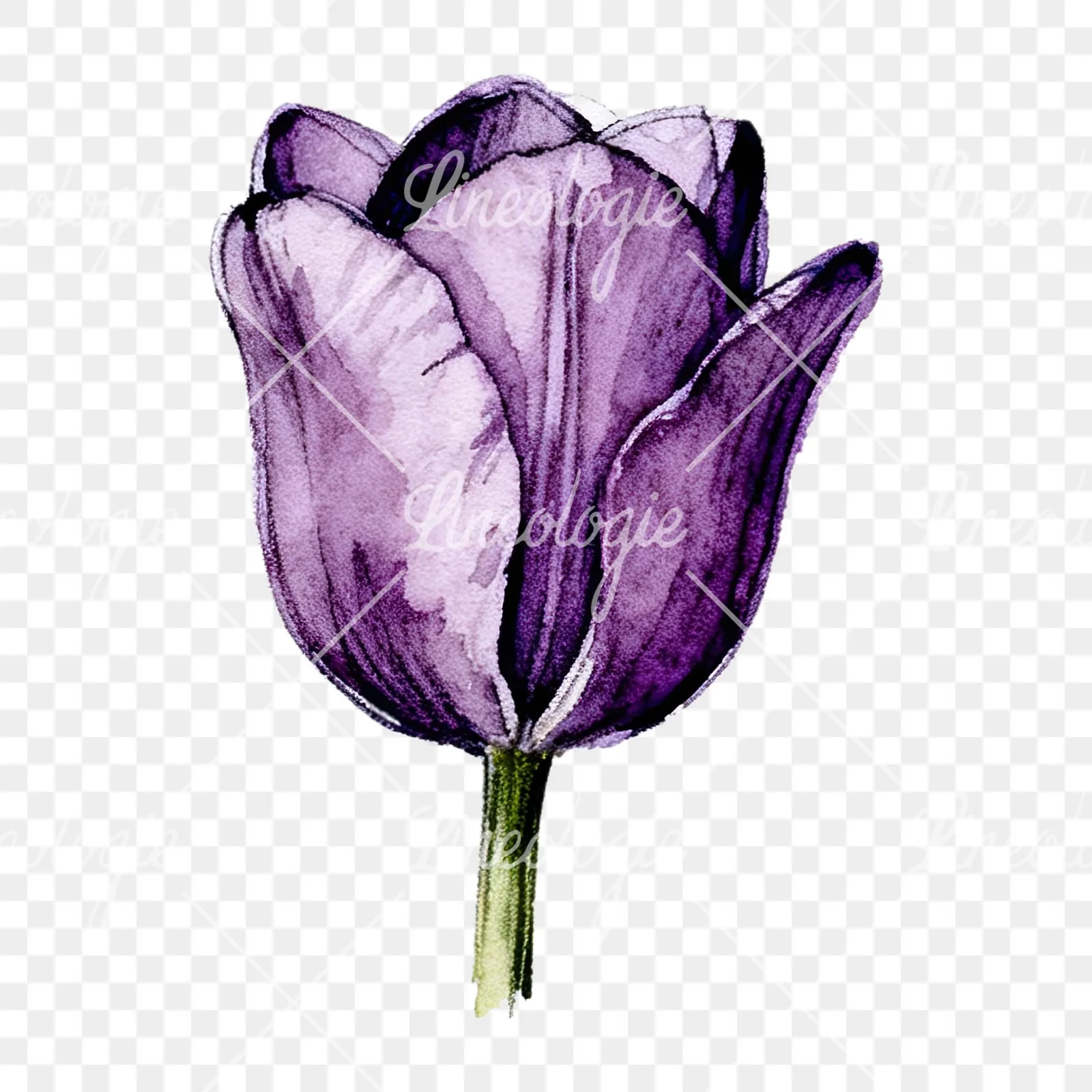 Watercolor pink purple tulip clipart 14 of 16 on a transparent background (PNG)