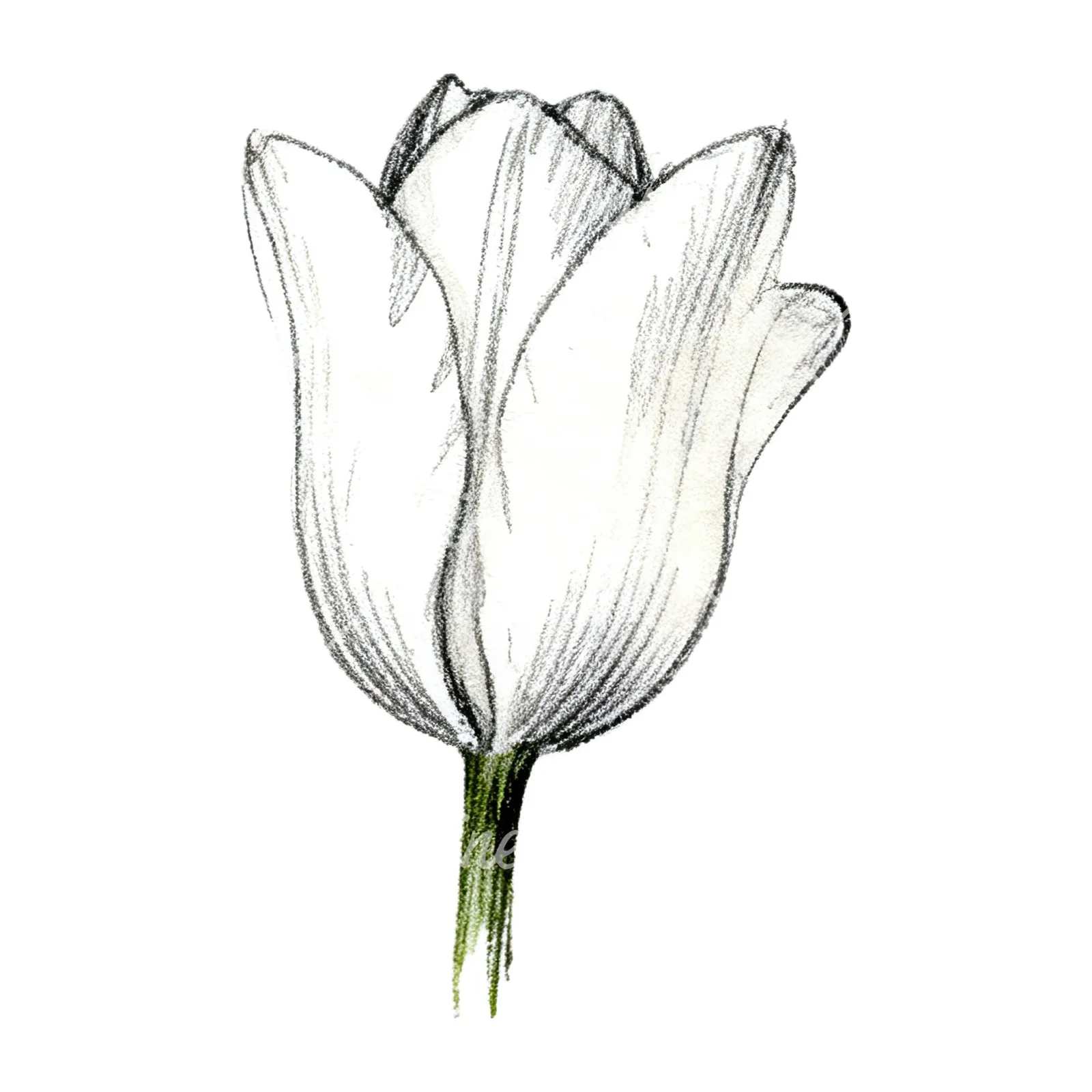 Watercolor pink purple tulip clipart 15 of 16 on a white background (JPG)
