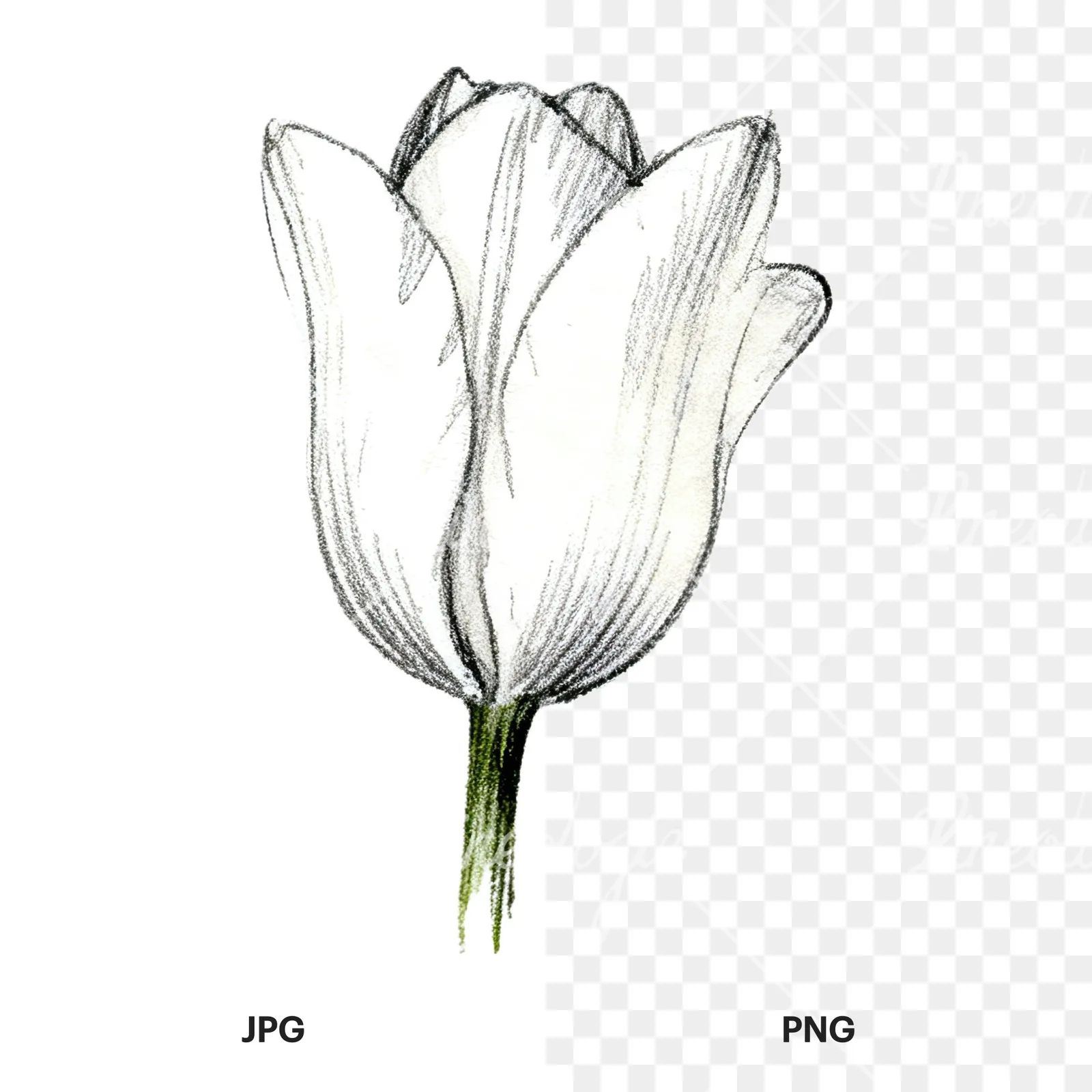 Watercolor pink purple tulip clipart 15 of 16, as a JPG on white and a transparent PNG