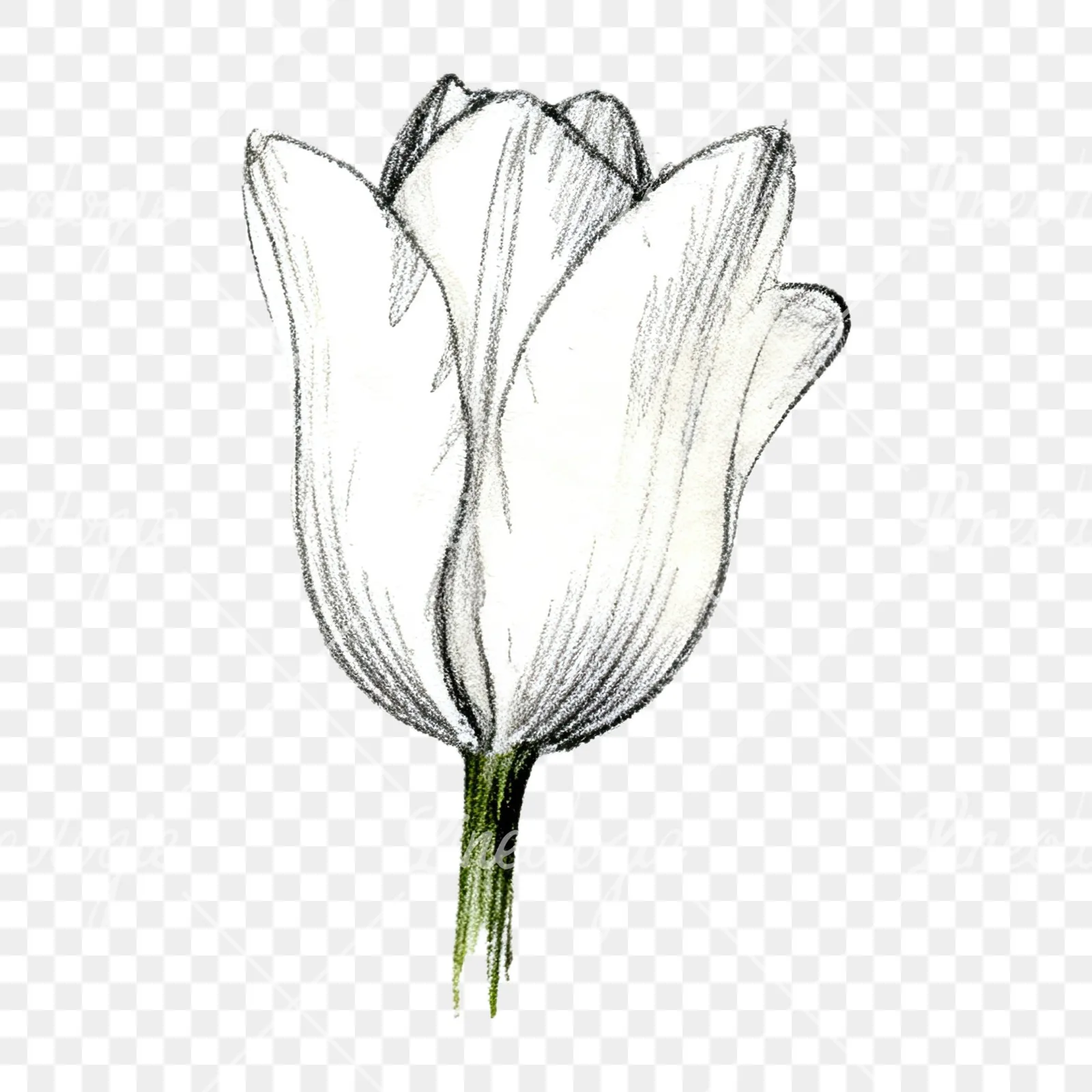 Watercolor pink purple tulip clipart 15 of 16 on a transparent background (PNG)