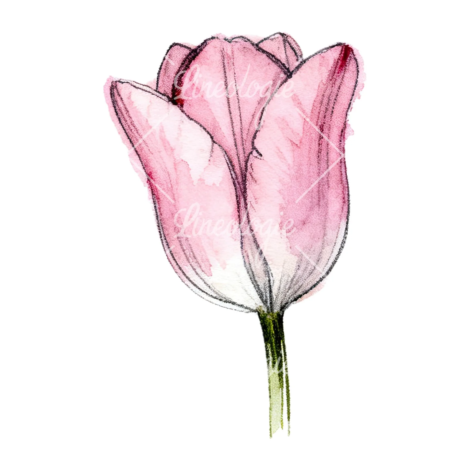 Watercolor pink purple tulip clipart 16 of 16 on a white background (JPG)