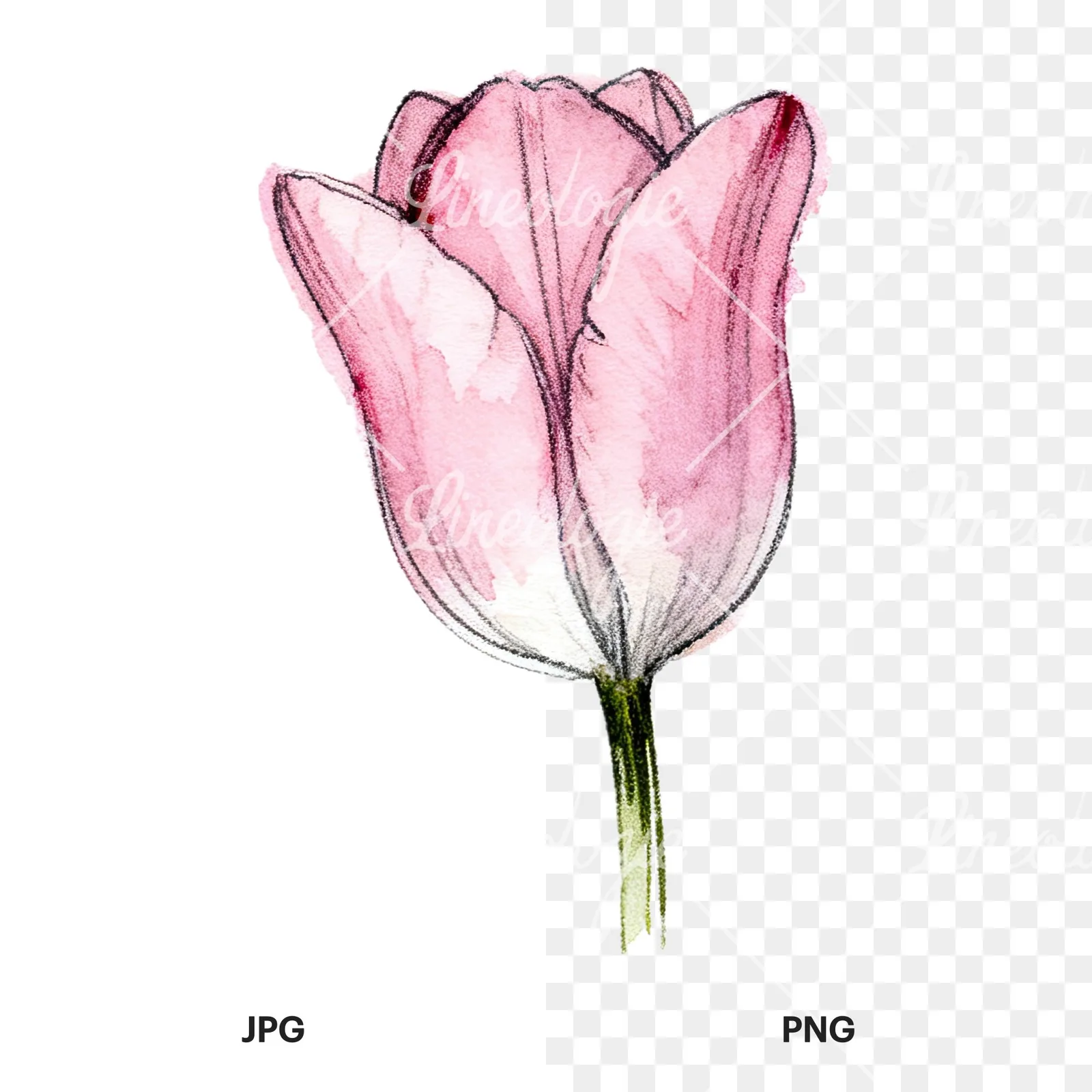 Watercolor pink purple tulip clipart 16 of 16, as a JPG on white and a transparent PNG
