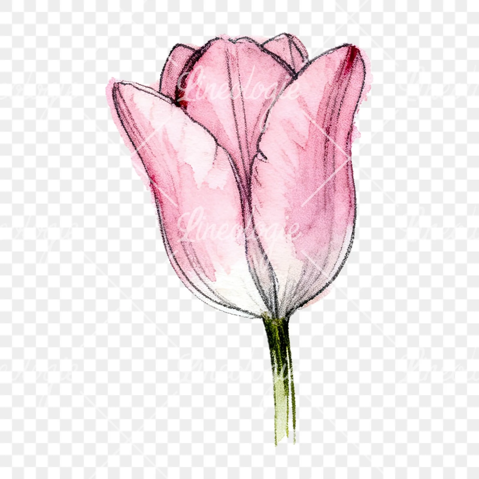 Watercolor pink purple tulip clipart 16 of 16 on a transparent background (PNG)