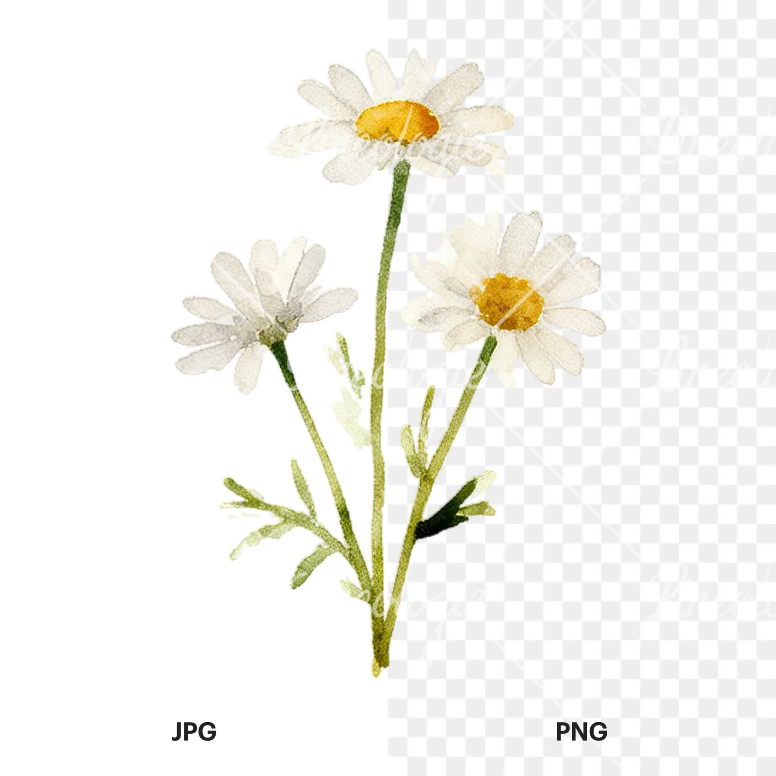 Watercolor summer meadow flower with cornflower clipart 1 of 16, as a JPG on white and a transparent PNG