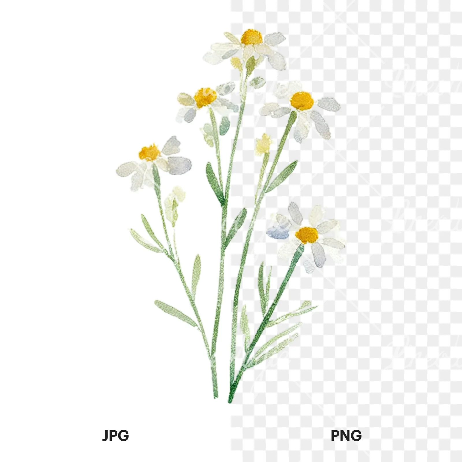 Watercolor summer meadow flower with cornflower clipart 2 of 16, as a JPG on white and a transparent PNG