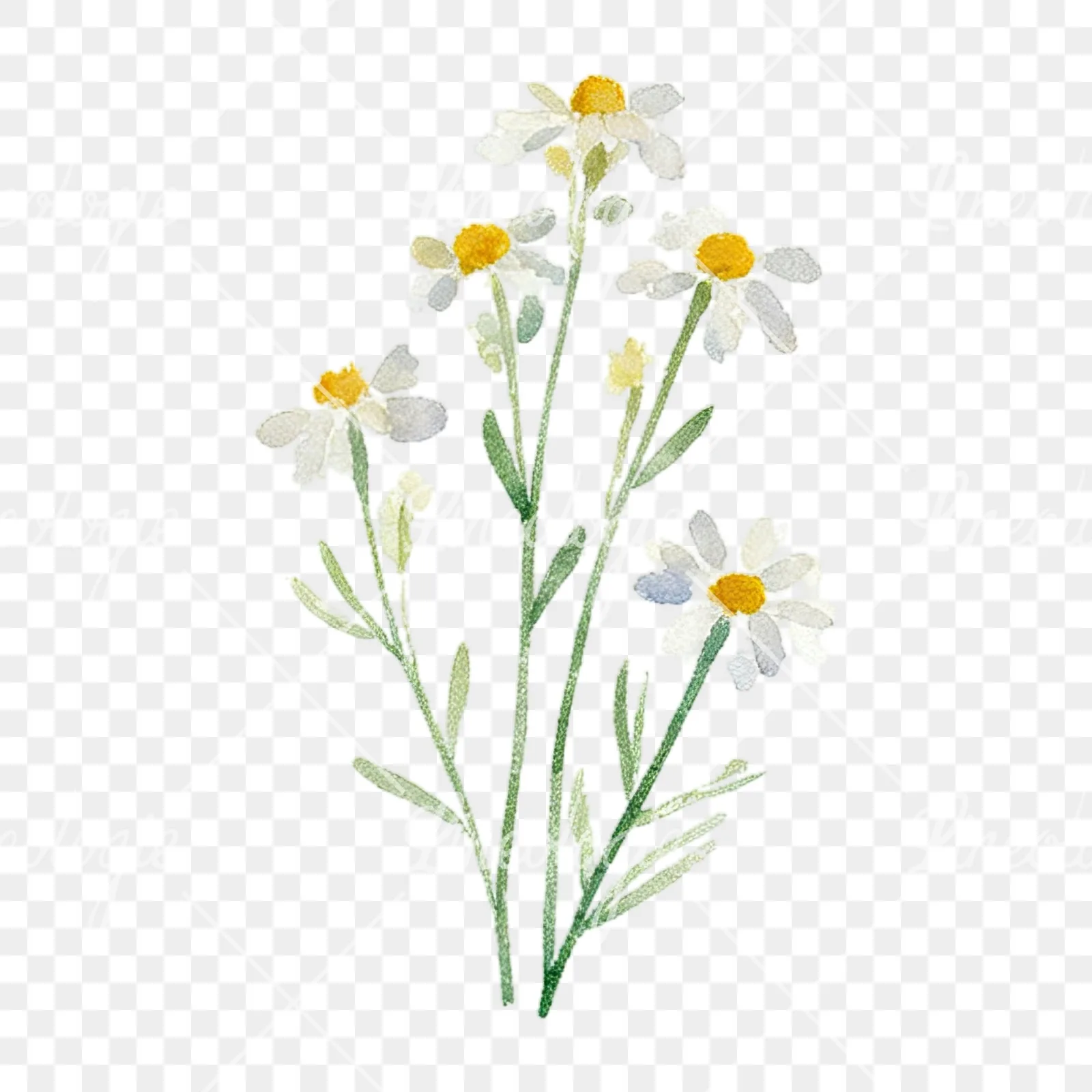 Watercolor summer meadow flower with cornflower clipart 2 of 16 on a transparent background (PNG)