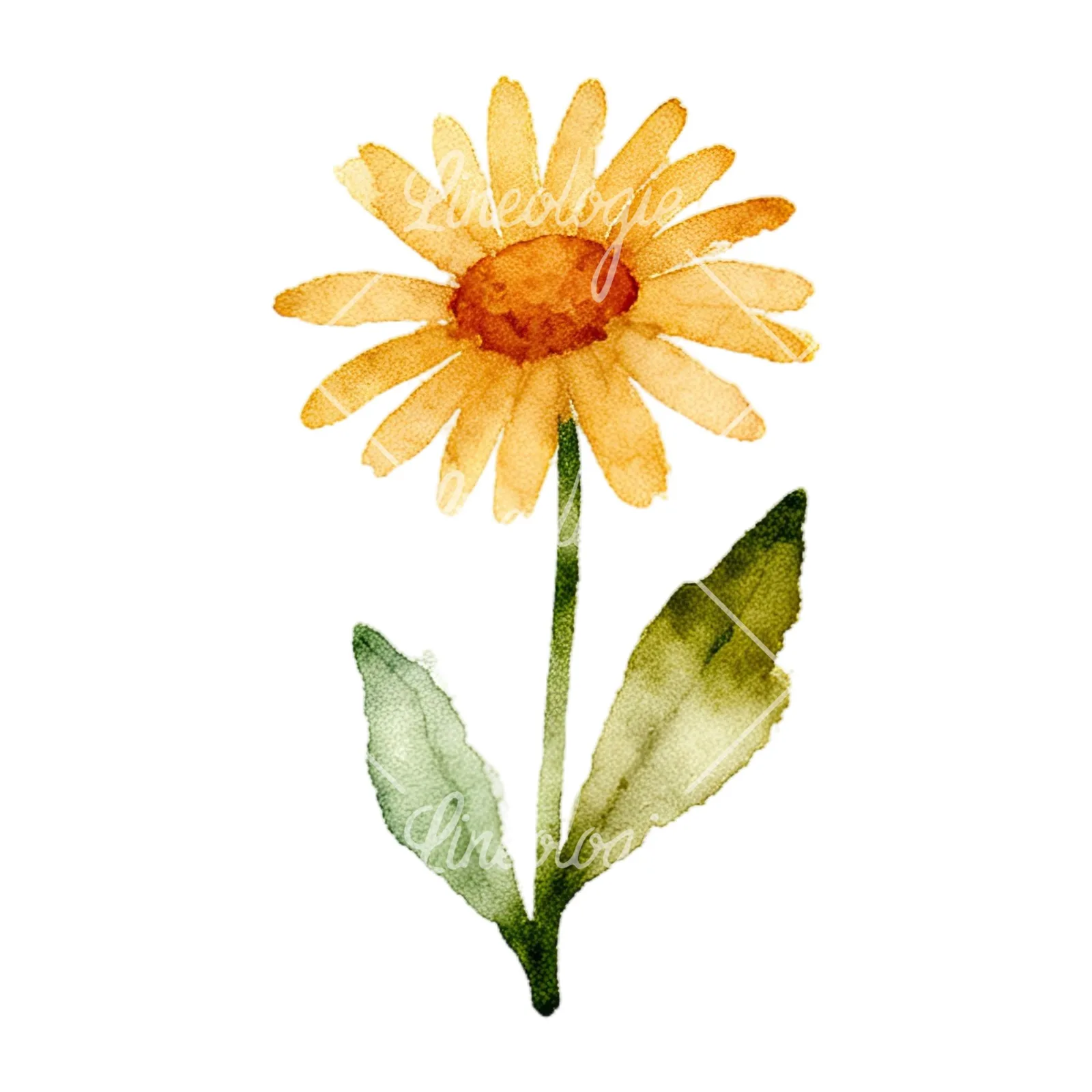 Watercolor summer meadow flower with cornflower clipart 3 of 16 on a white background (JPG)