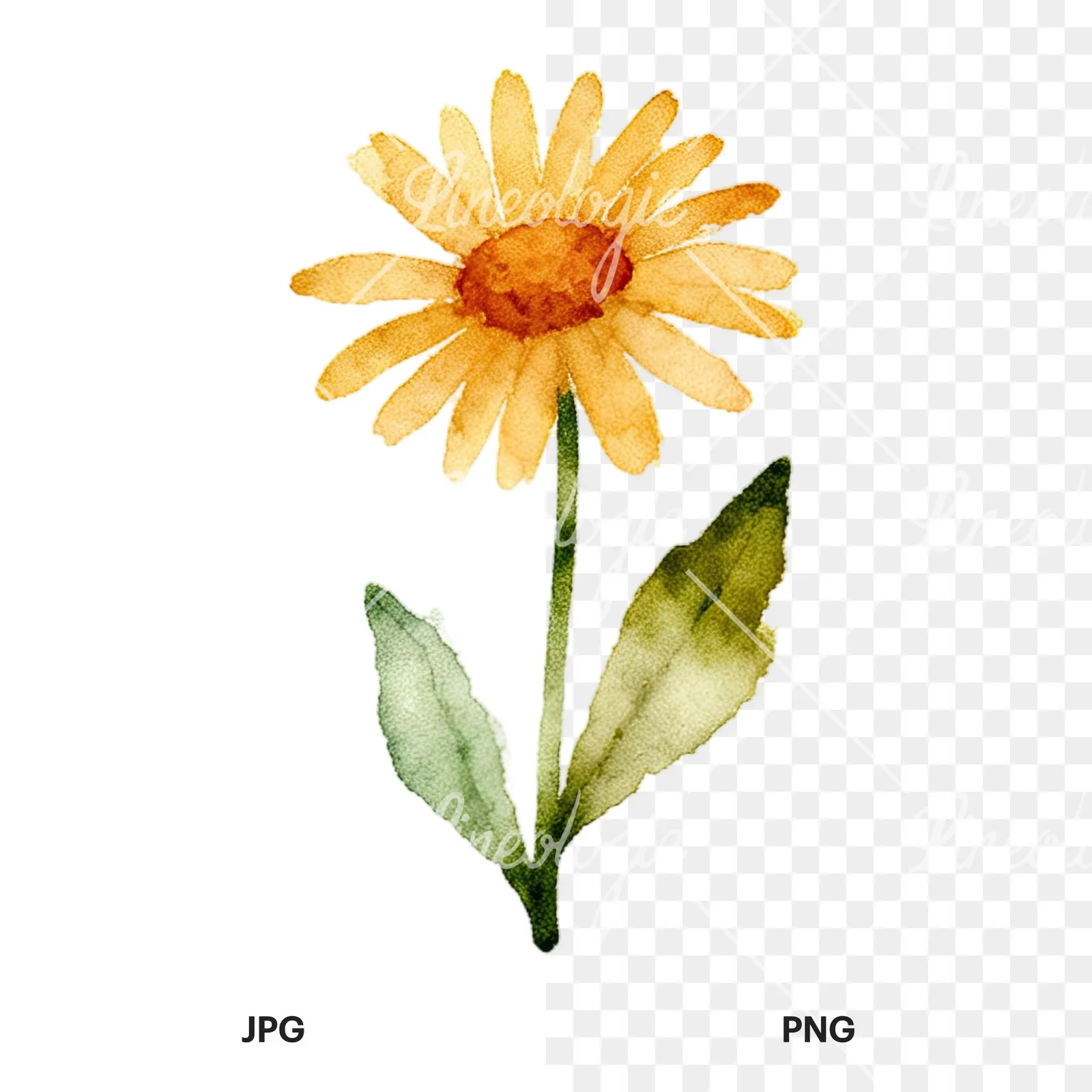 Watercolor summer meadow flower with cornflower clipart 3 of 16, as a JPG on white and a transparent PNG