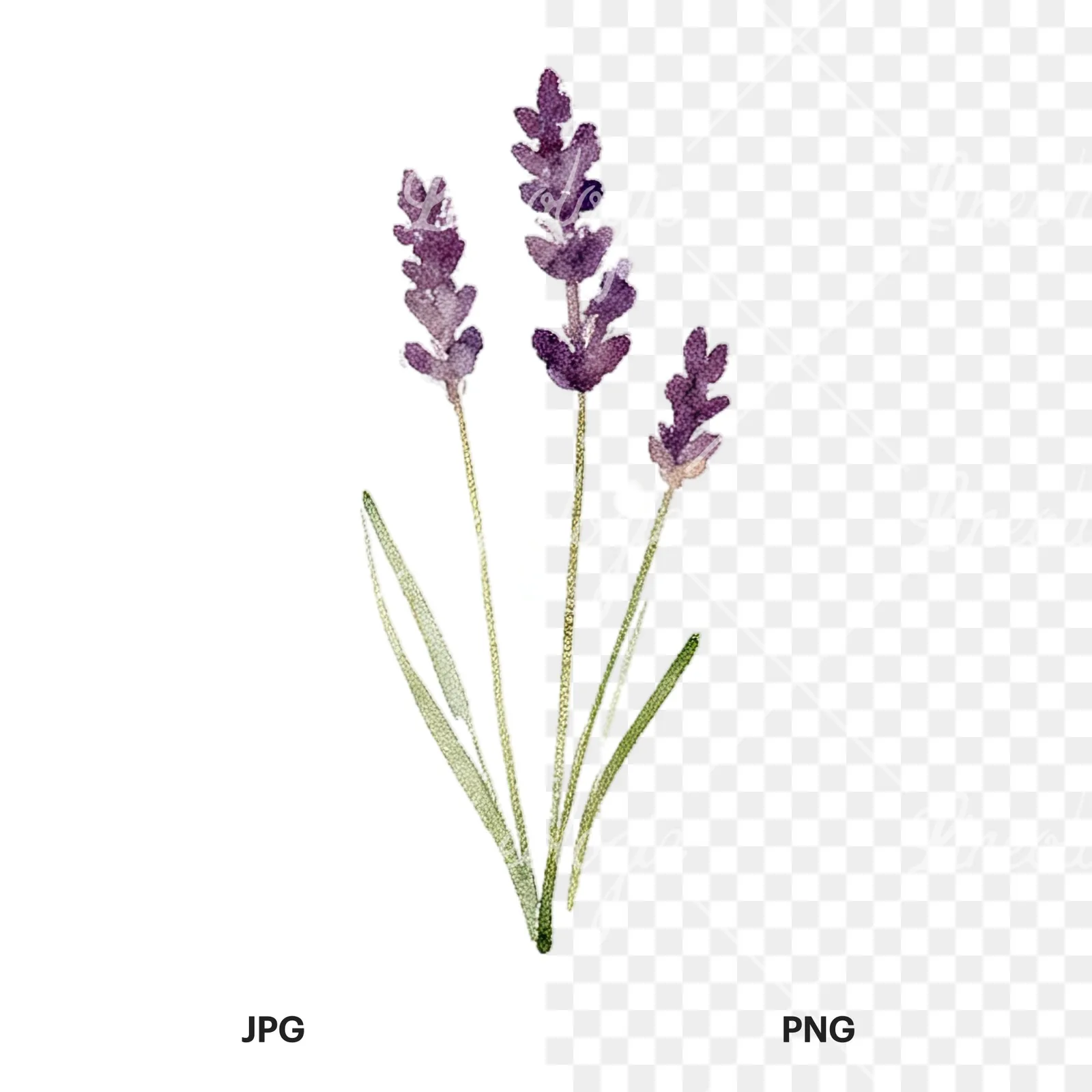 Watercolor summer meadow flower with cornflower clipart 4 of 16, as a JPG on white and a transparent PNG