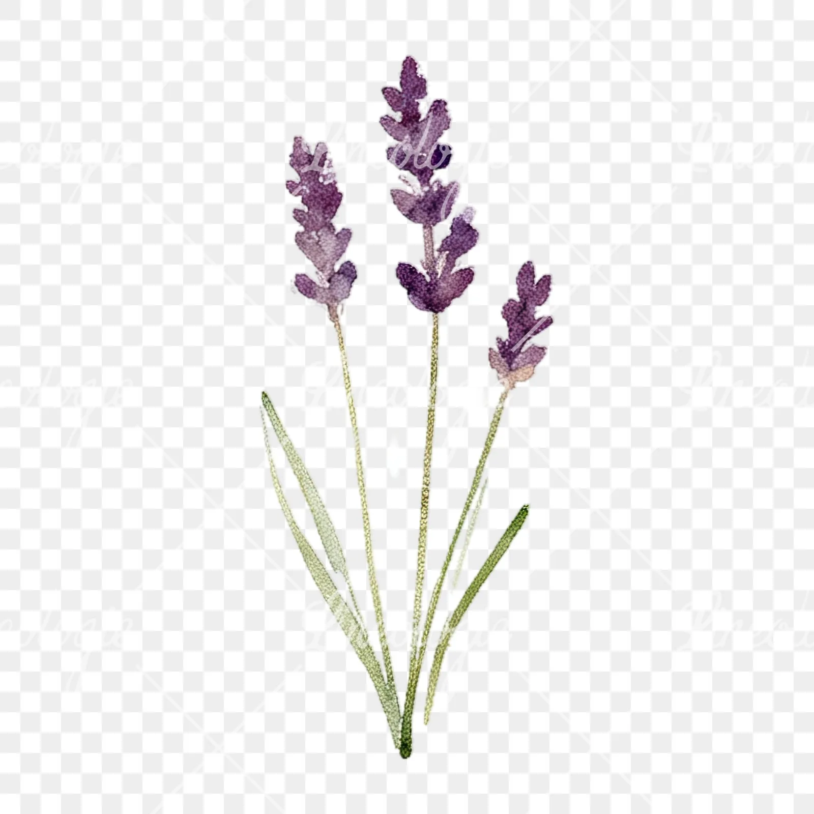 Watercolor summer meadow flower with cornflower clipart 4 of 16 on a transparent background (PNG)