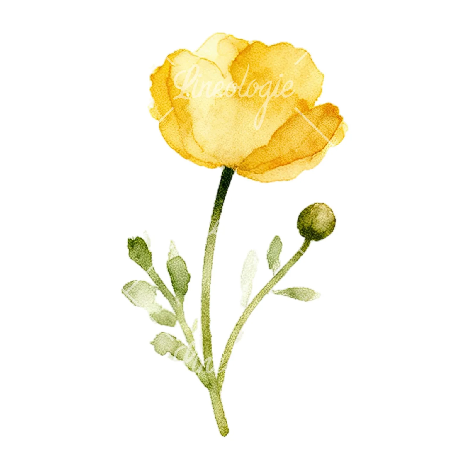 Watercolor summer meadow flower with cornflower clipart 6 of 16 on a white background (JPG)