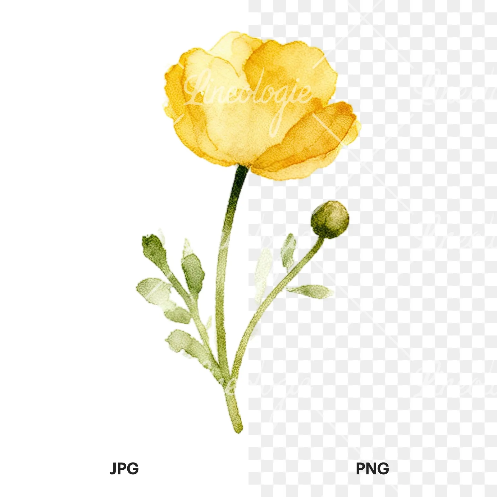 Watercolor summer meadow flower with cornflower clipart 6 of 16, as a JPG on white and a transparent PNG