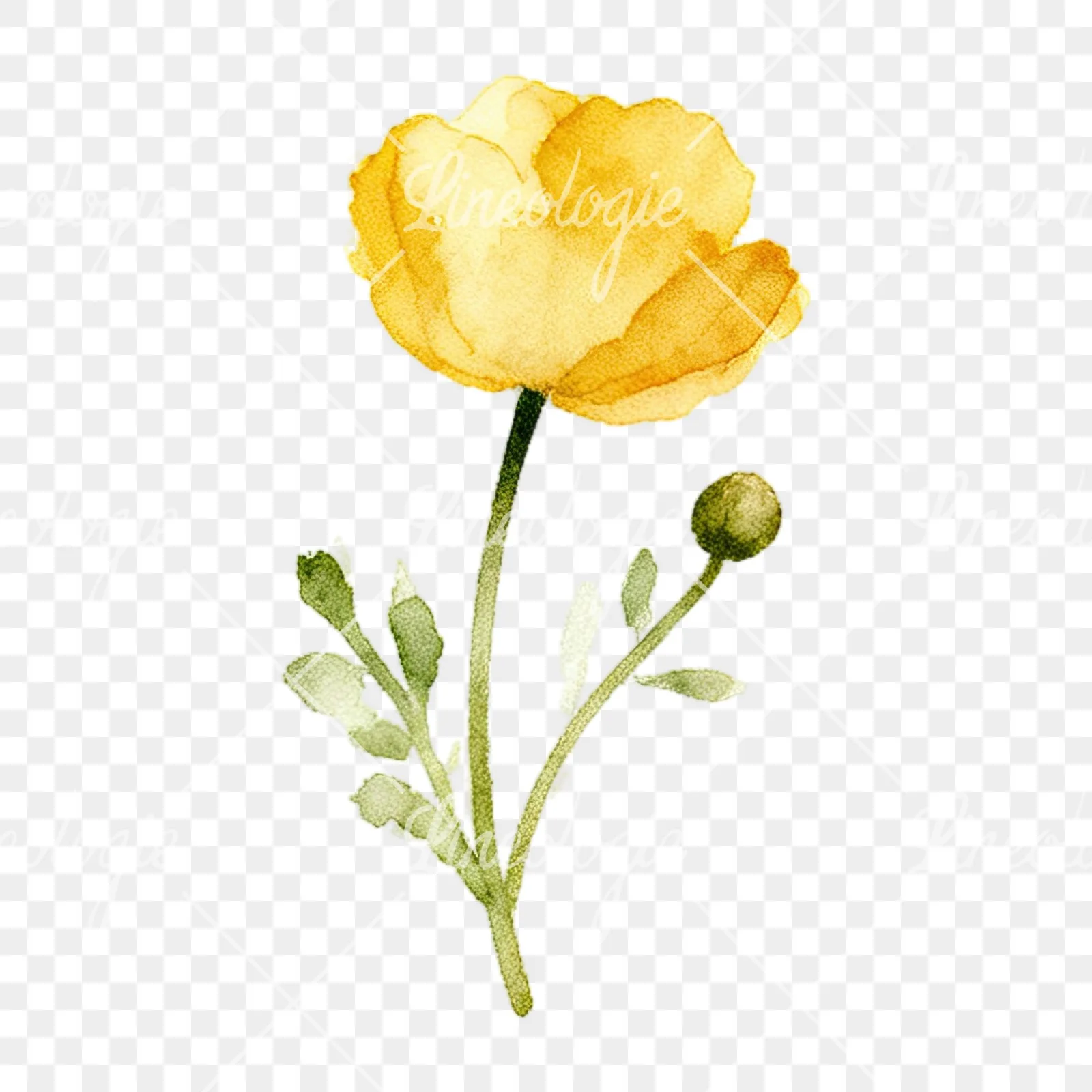 Watercolor summer meadow flower with cornflower clipart 6 of 16 on a transparent background (PNG)