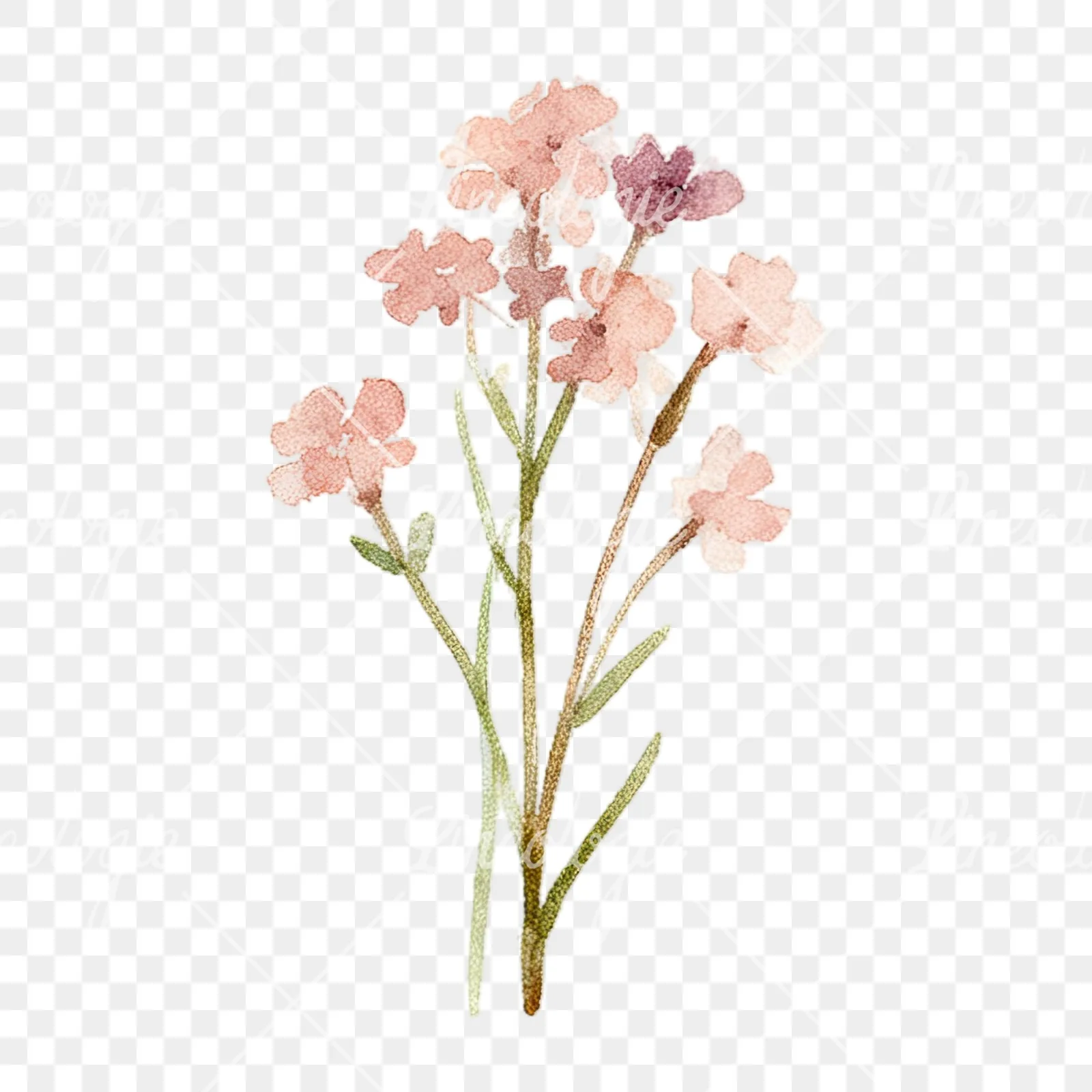 Watercolor summer meadow flower with cornflower clipart 8 of 16 on a transparent background (PNG)