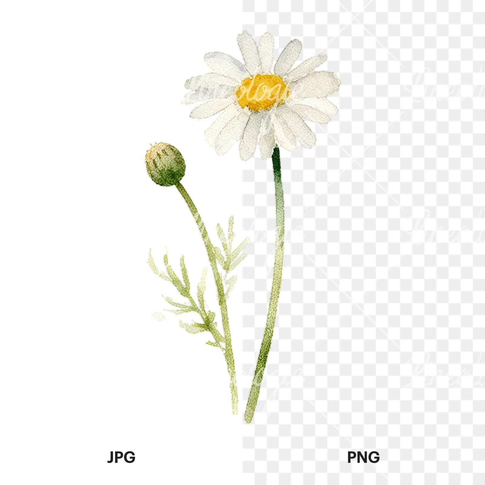 Watercolor summer meadow flower with cornflower clipart 9 of 16, as a JPG on white and a transparent PNG
