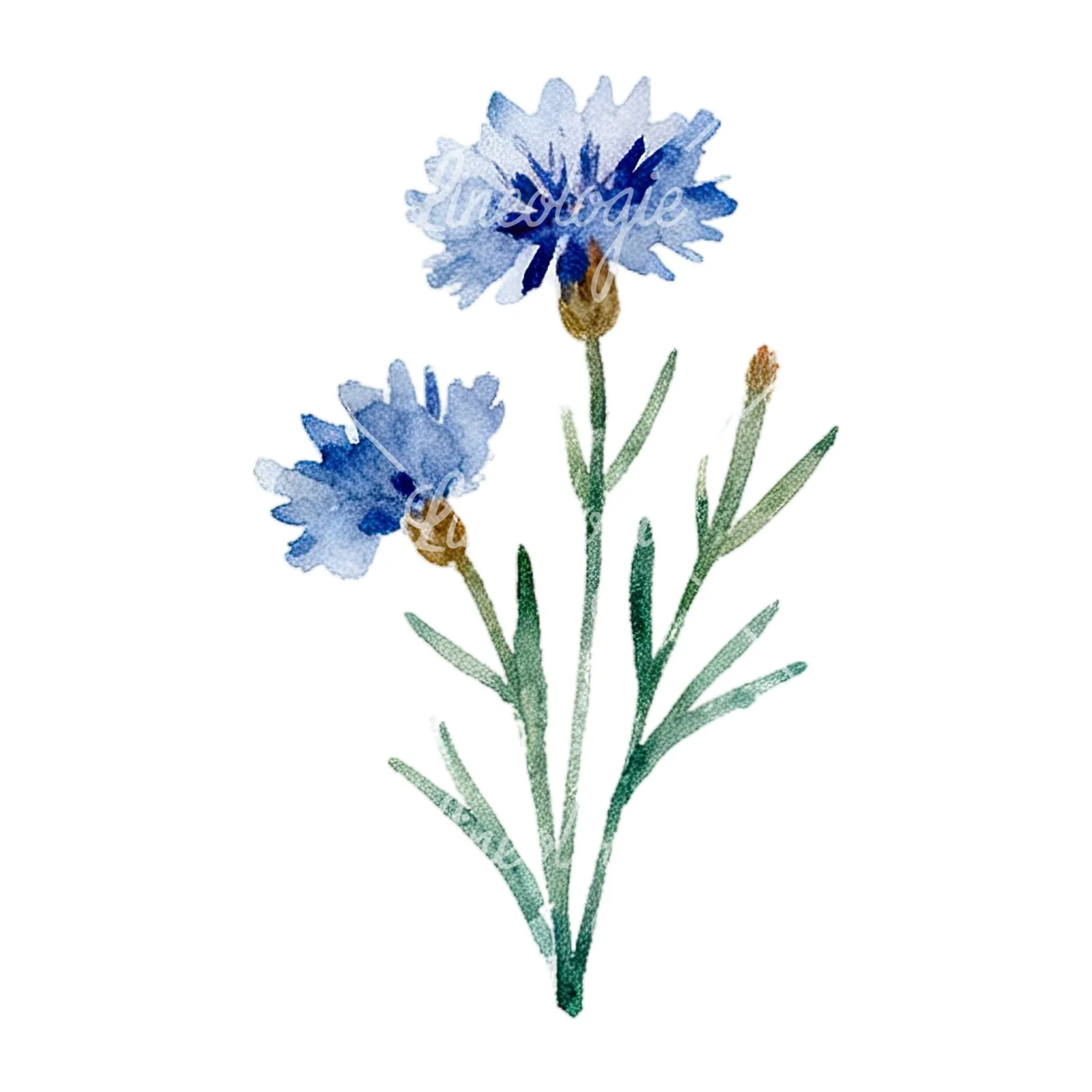 Watercolor summer meadow flower with cornflower clipart 10 of 16 on a white background (JPG)
