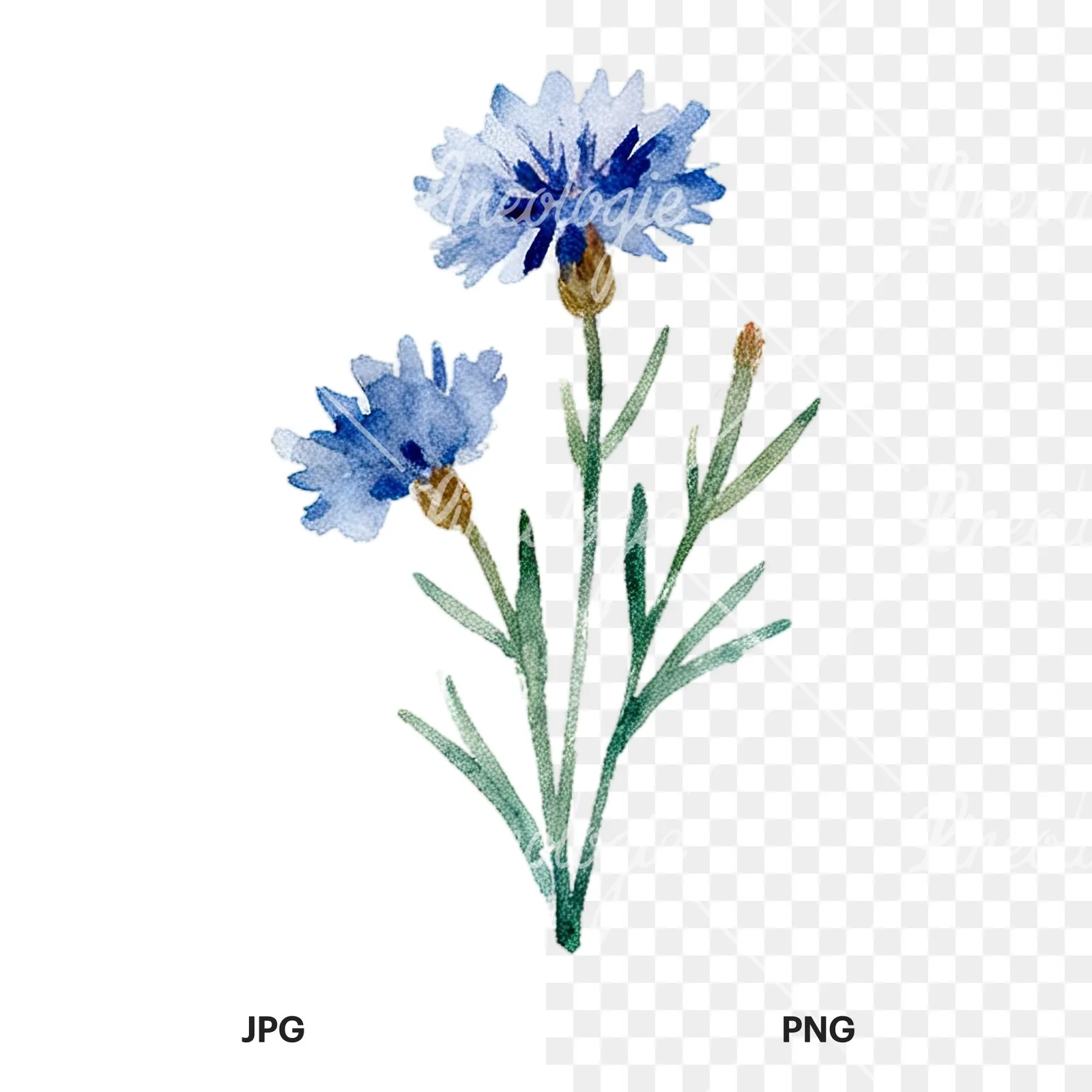 Watercolor summer meadow flower with cornflower clipart 10 of 16, as a JPG on white and a transparent PNG