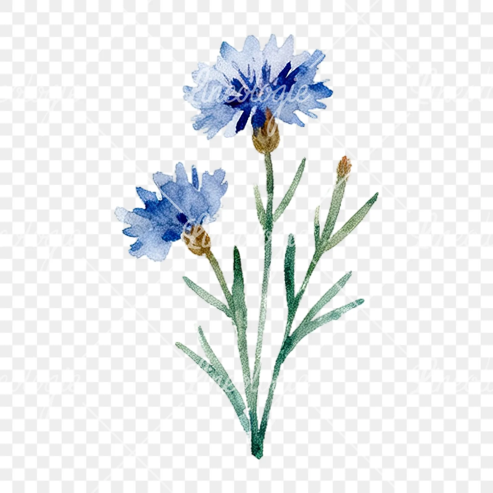 Watercolor summer meadow flower with cornflower clipart 10 of 16 on a transparent background (PNG)