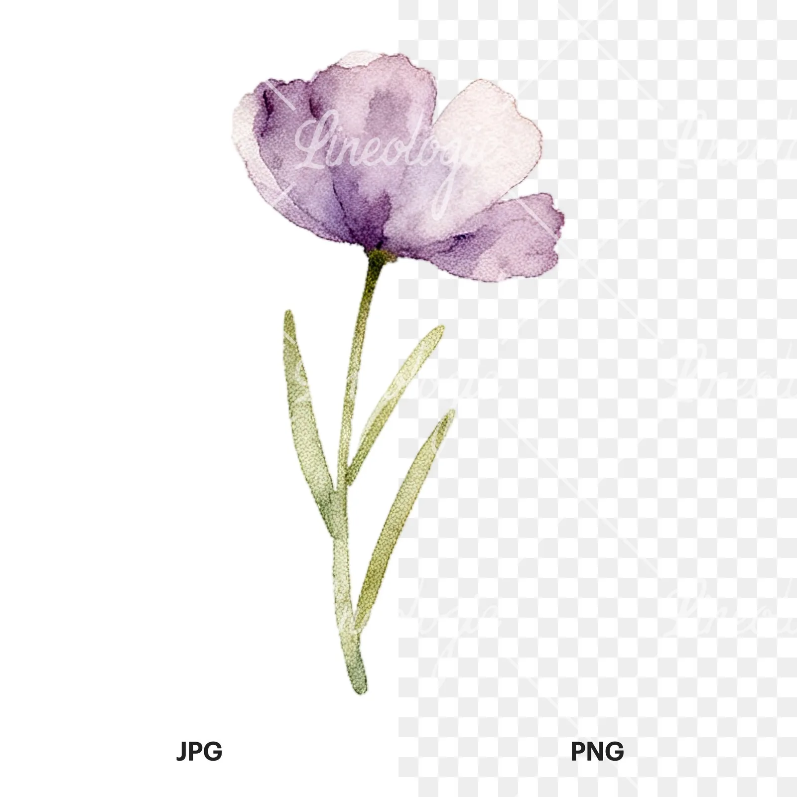 Watercolor summer meadow flower with cornflower clipart 11 of 16, as a JPG on white and a transparent PNG
