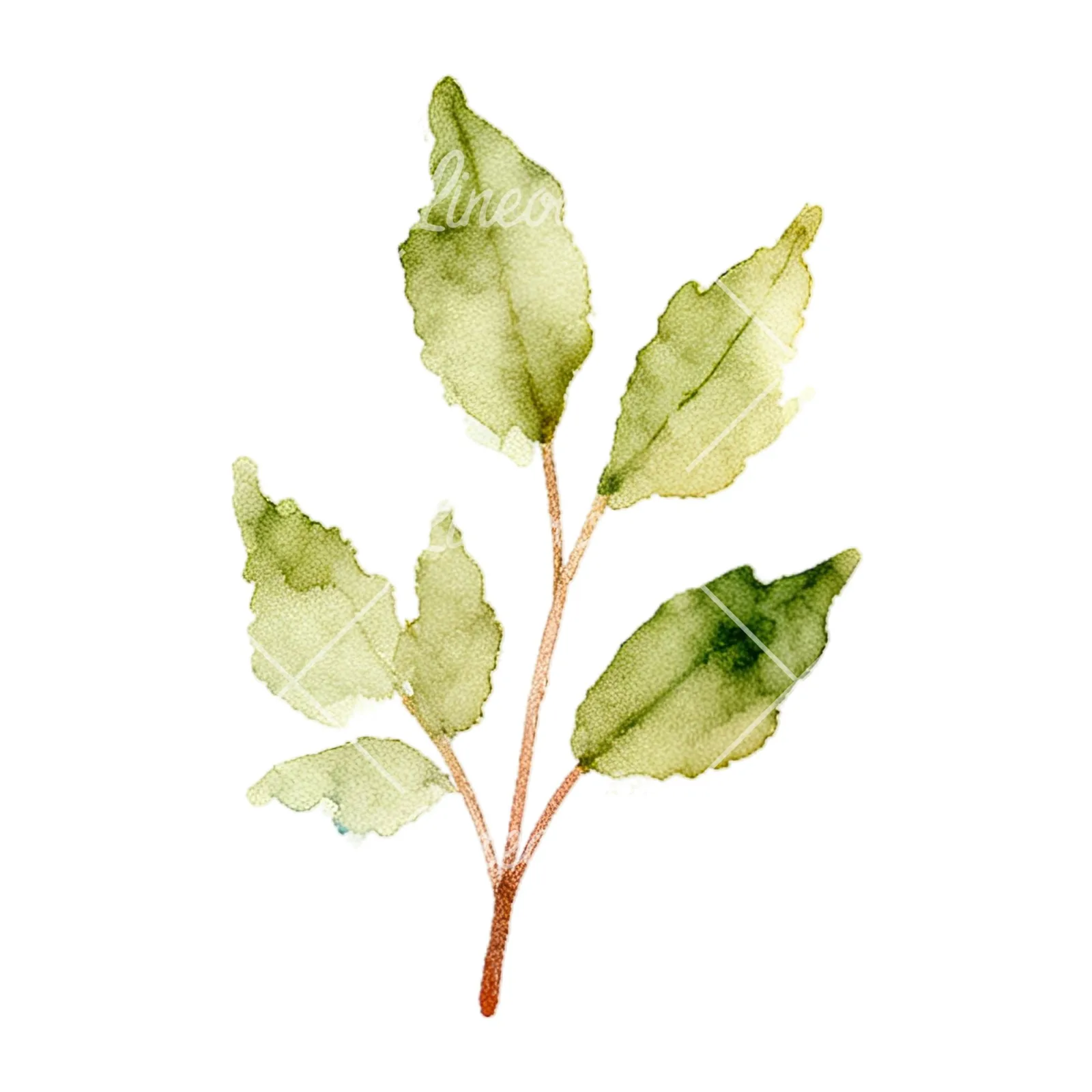 Watercolor summer meadow flower with cornflower clipart 12 of 16 on a white background (JPG)