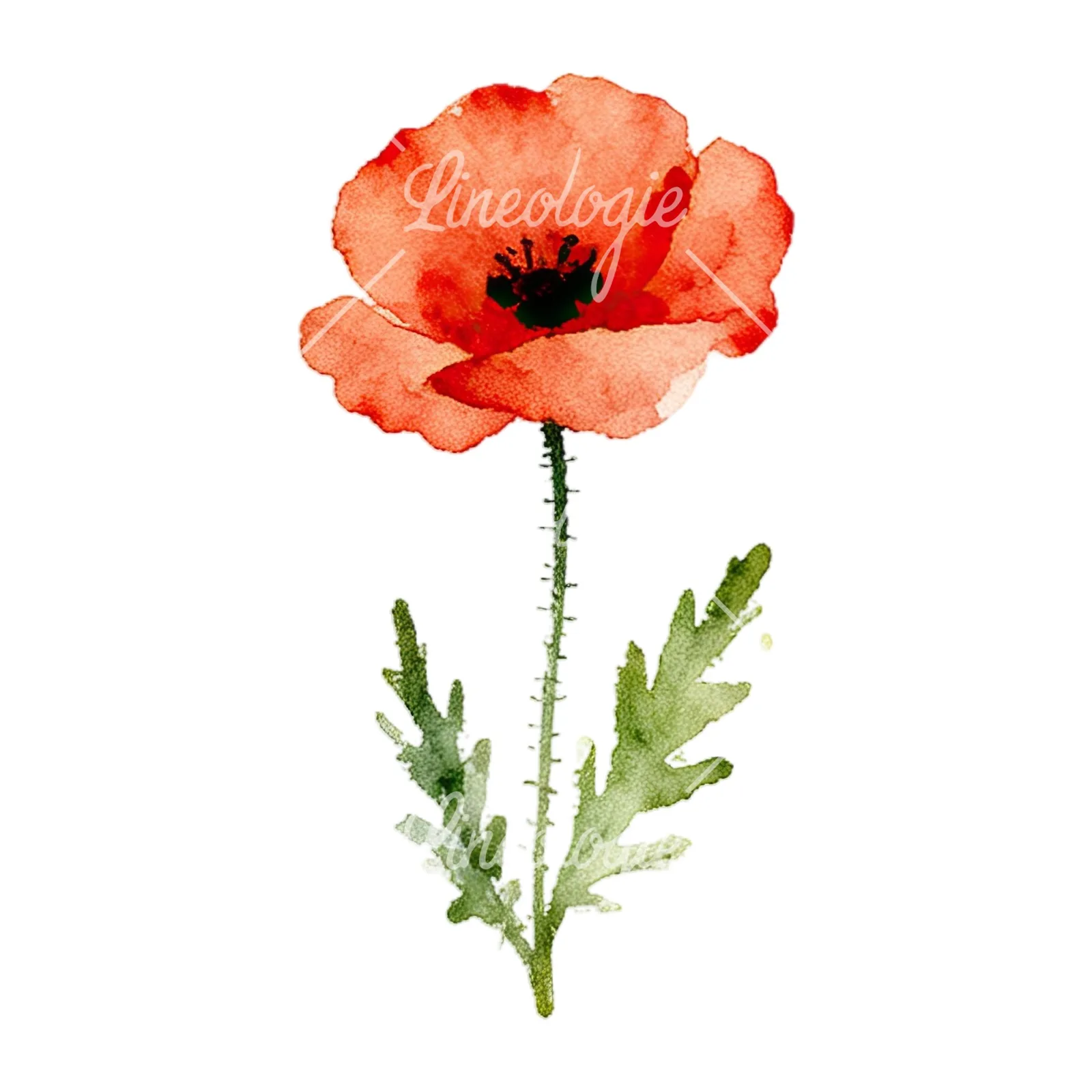 Watercolor summer meadow flower with cornflower clipart 13 of 16 on a white background (JPG)