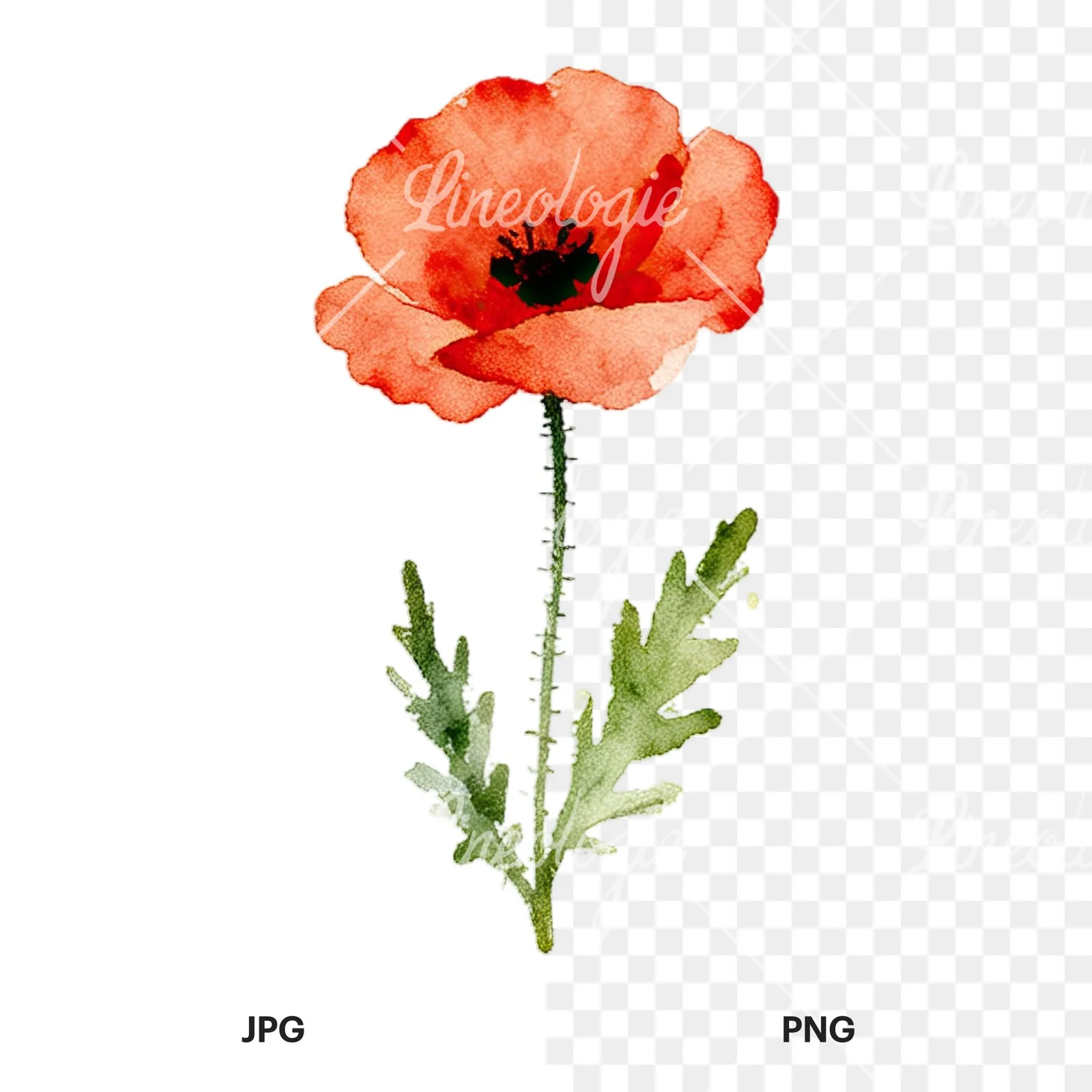 Watercolor summer meadow flower with cornflower clipart 13 of 16, as a JPG on white and a transparent PNG