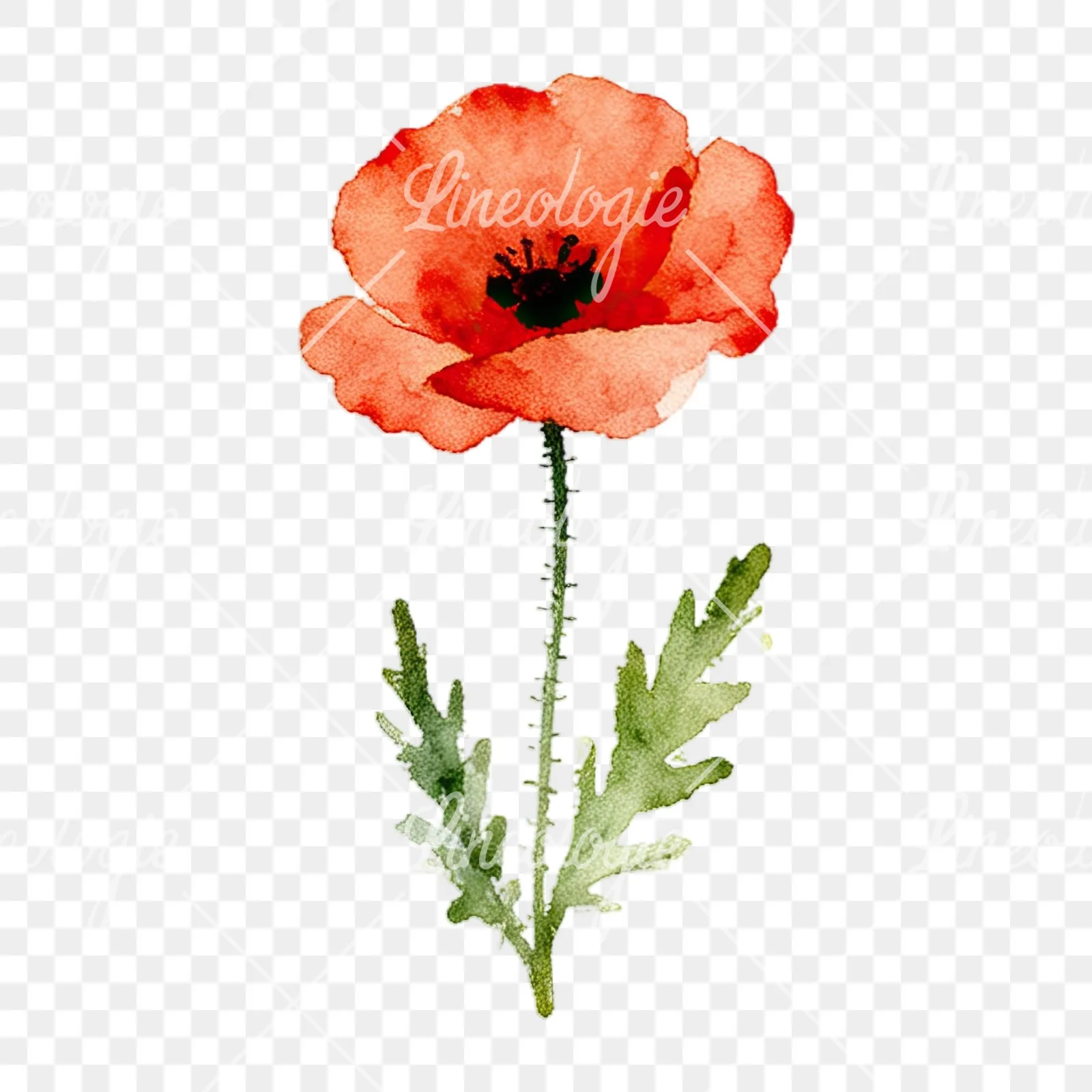 Watercolor summer meadow flower with cornflower clipart 13 of 16 on a transparent background (PNG)