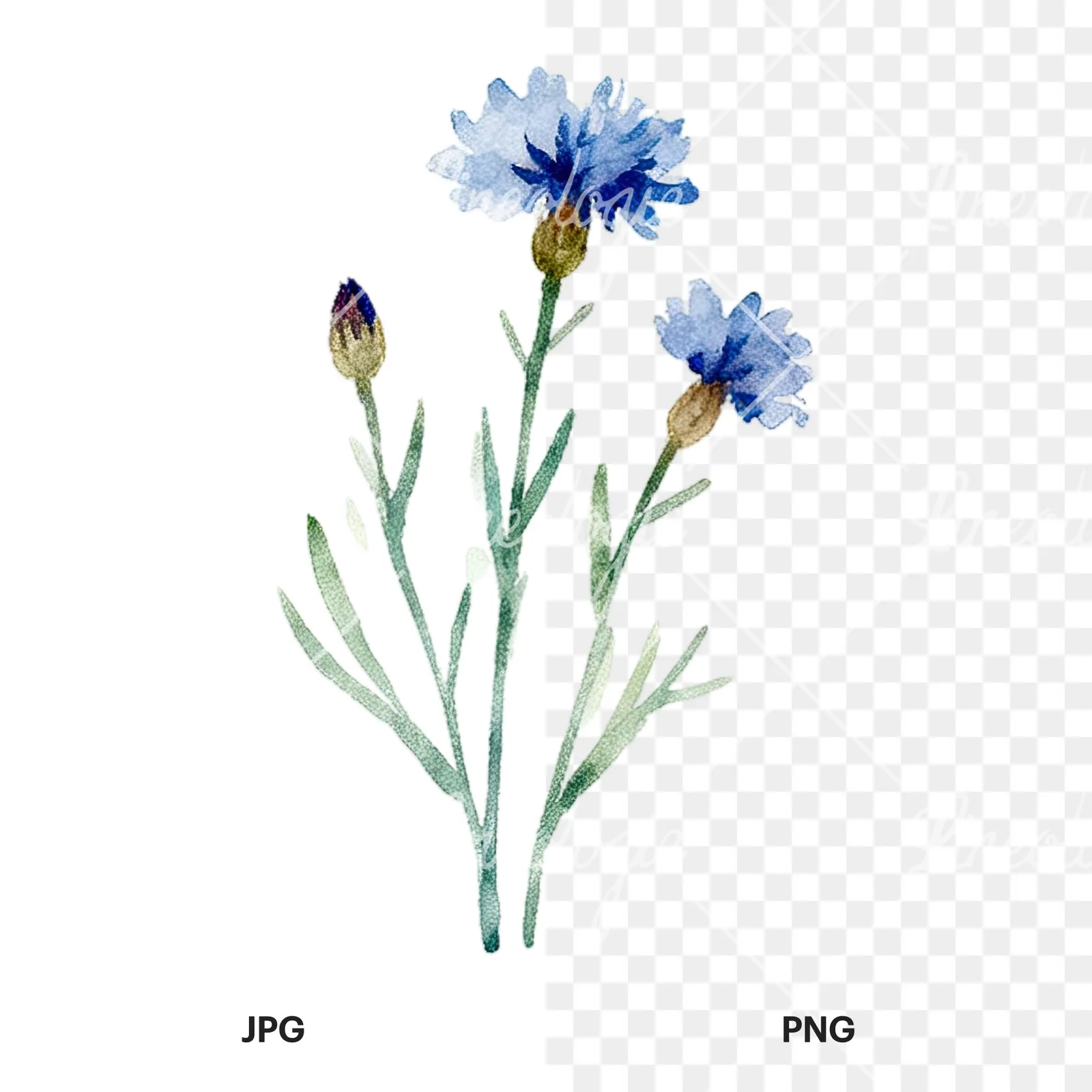 Watercolor summer meadow flower with cornflower clipart 14 of 16, as a JPG on white and a transparent PNG