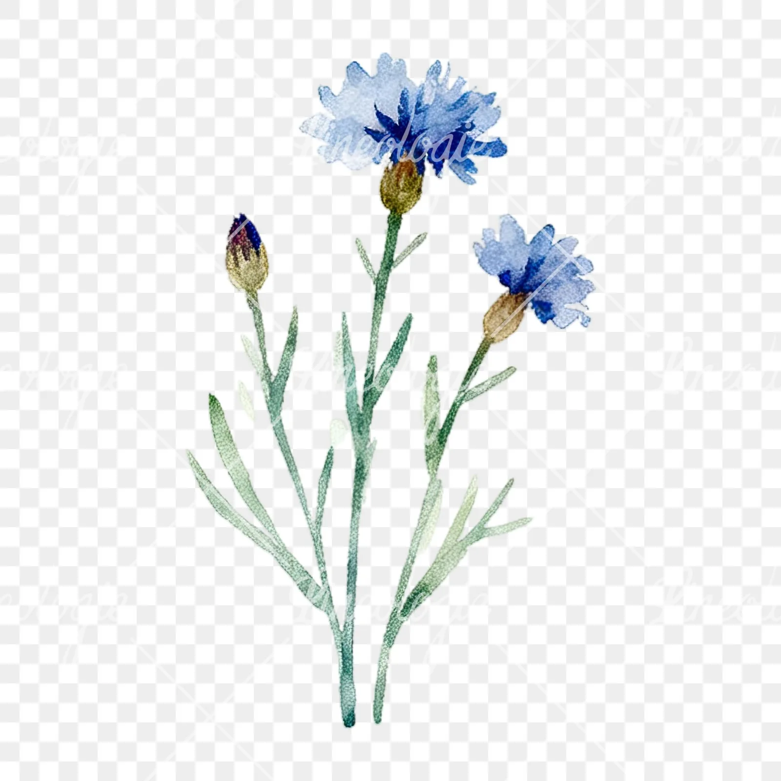 Watercolor summer meadow flower with cornflower clipart 14 of 16 on a transparent background (PNG)