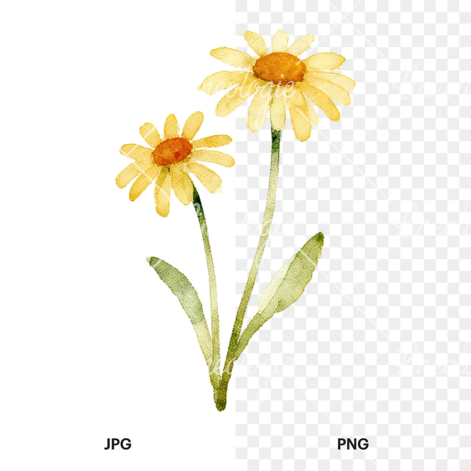 Watercolor summer meadow flower with cornflower clipart 15 of 16, as a JPG on white and a transparent PNG