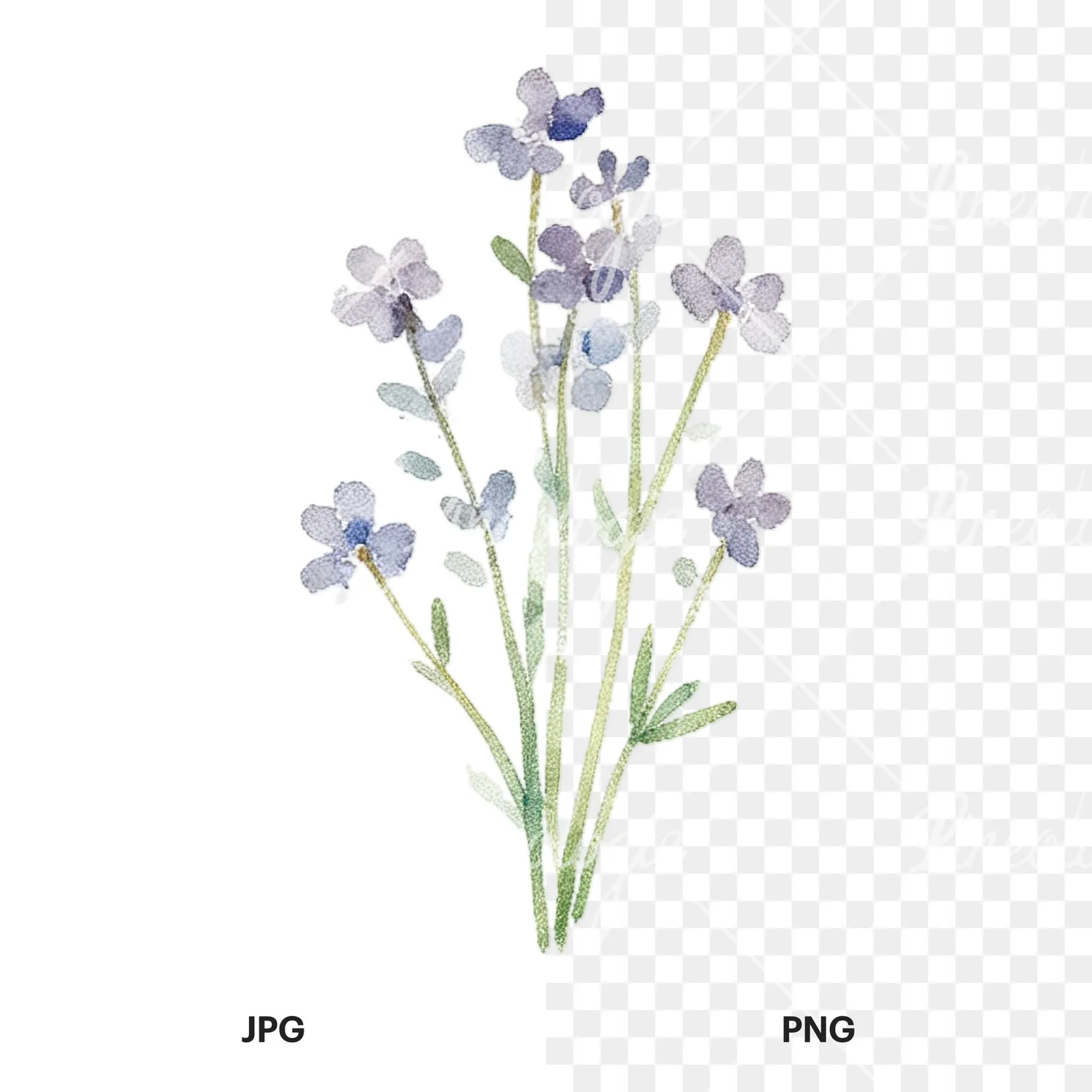 Watercolor summer meadow flower with cornflower clipart 16 of 16, as a JPG on white and a transparent PNG