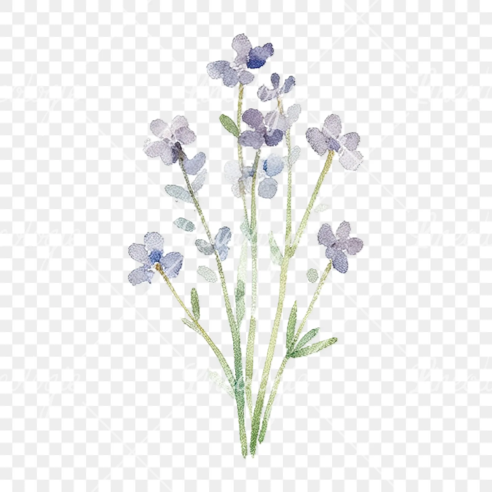 Watercolor summer meadow flower with cornflower clipart 16 of 16 on a transparent background (PNG)