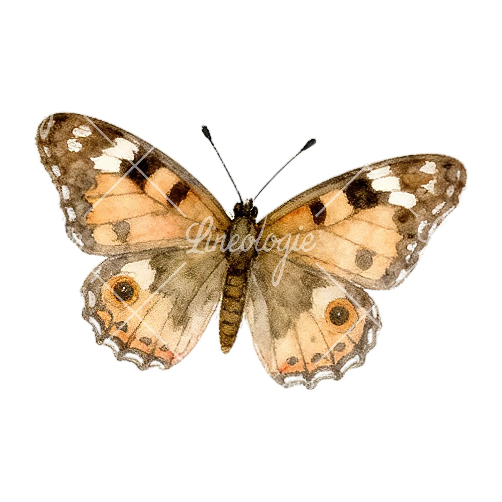 Watercolor summer meadow mix with insects clipart 2 of 16 on a white background (JPG)