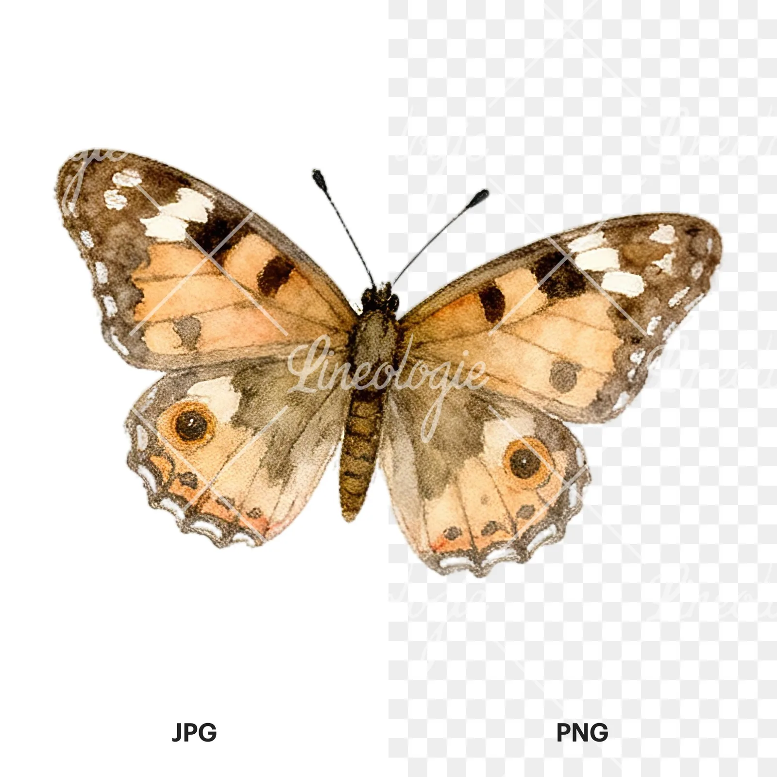 Watercolor summer meadow mix with insects clipart 2 of 16, as a JPG on white and a transparent PNG